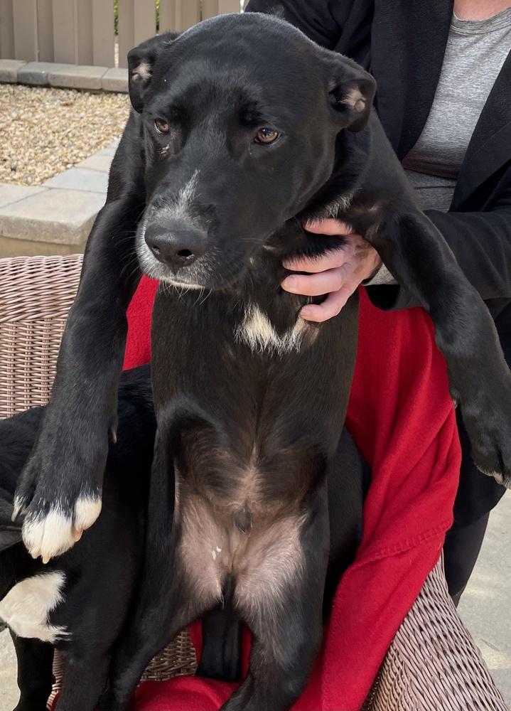 Enlarge Cookie-Brett, a Adoptable mixed breed in Bonita, CA image 2/3