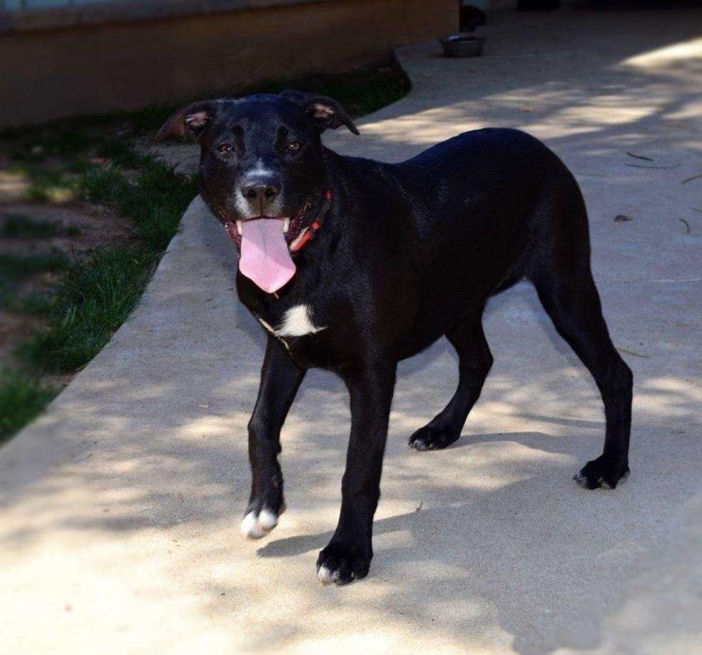 Enlarge Cookie-Brett, a Adoptable mixed breed in Bonita, CA image 3/3