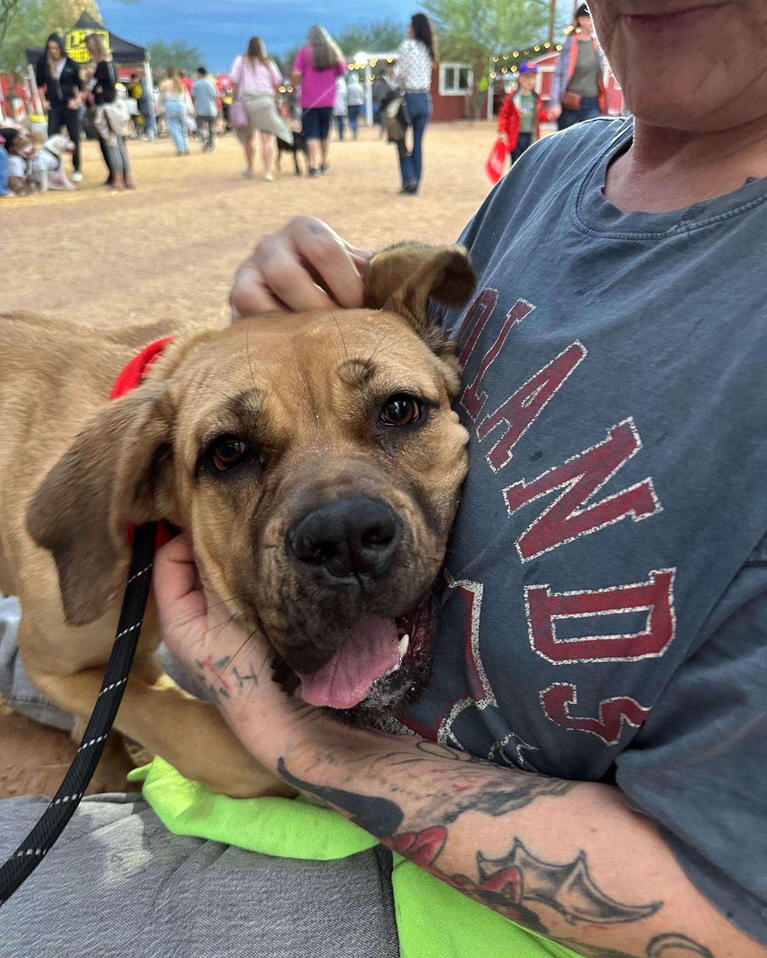 Sandi, Adoptable, Young Female Cane Corso.