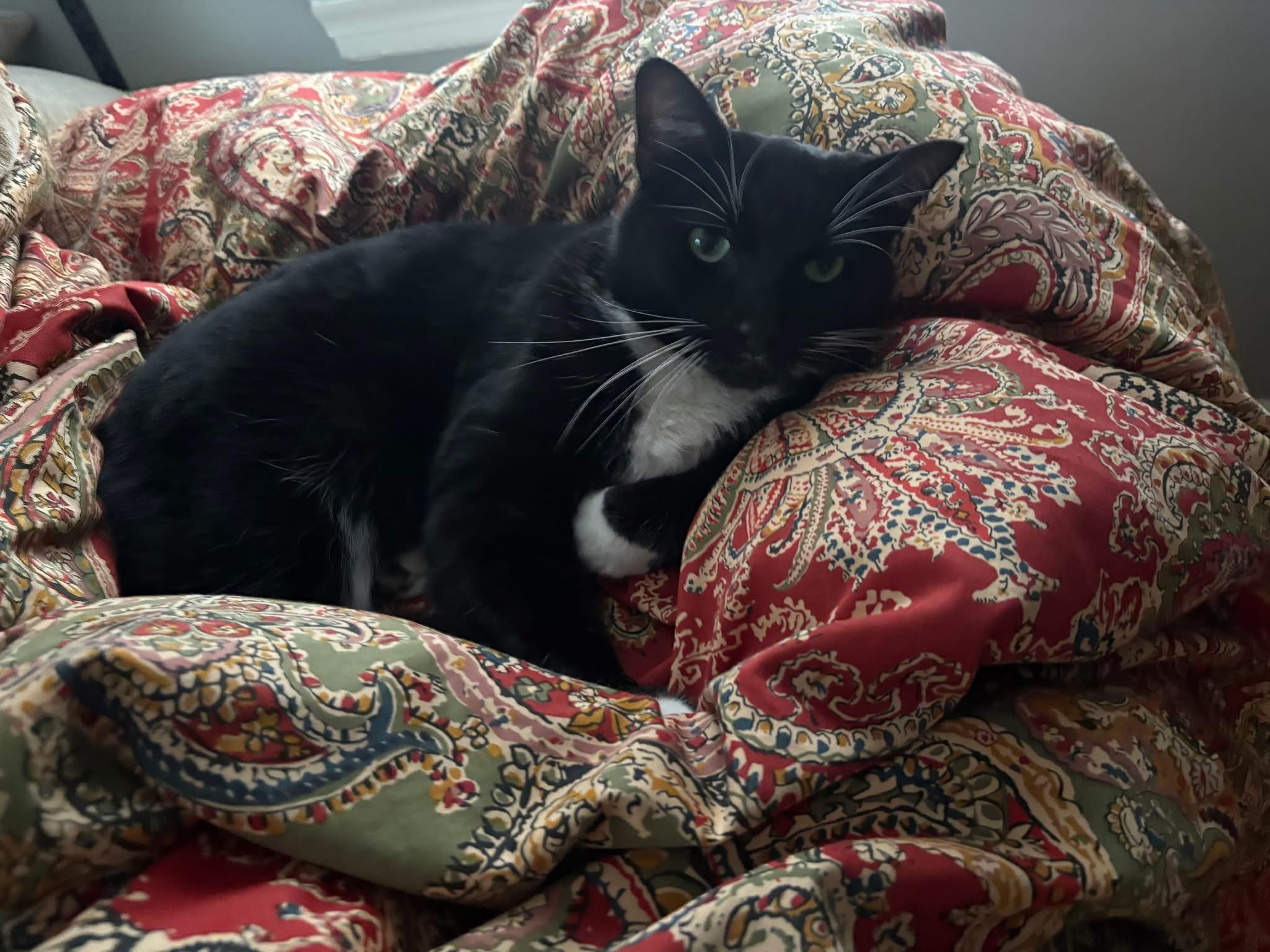 Fig, a ADOPTABLE Domestic Short Hair in Baltimore, MD image 2/4