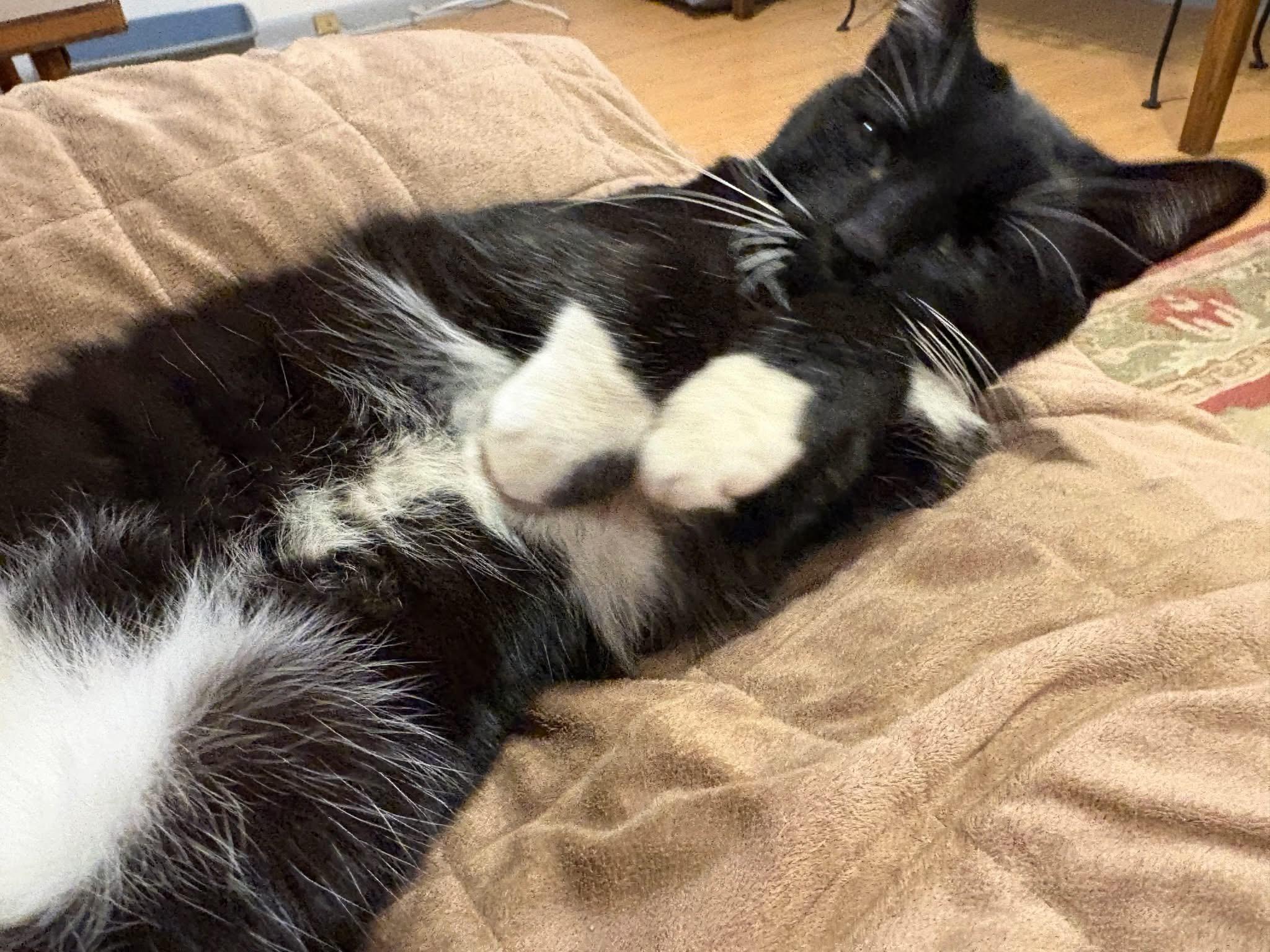 Fig, a ADOPTABLE Domestic Short Hair in Baltimore, MD image 3/4