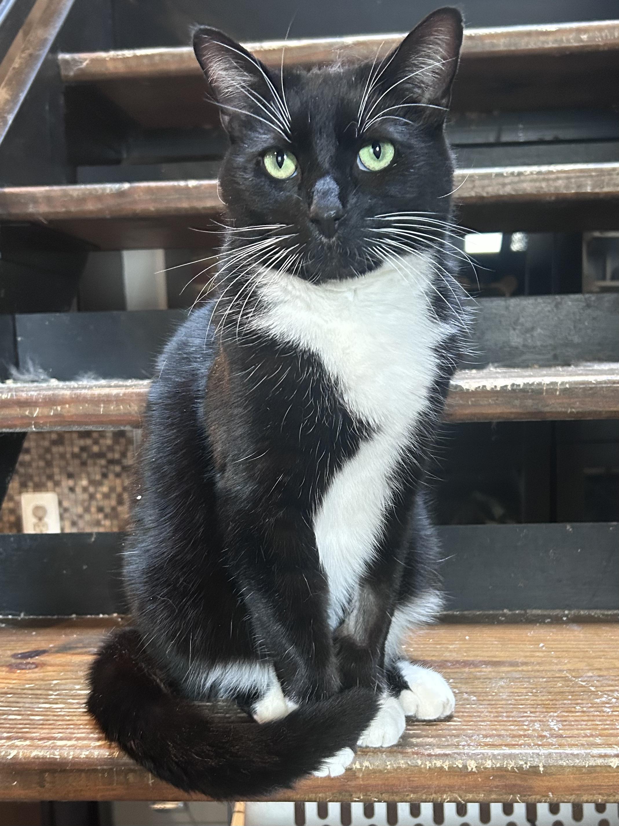 Enlarge Fig, a ADOPTABLE Domestic Short Hair in Baltimore, MD image 2/2