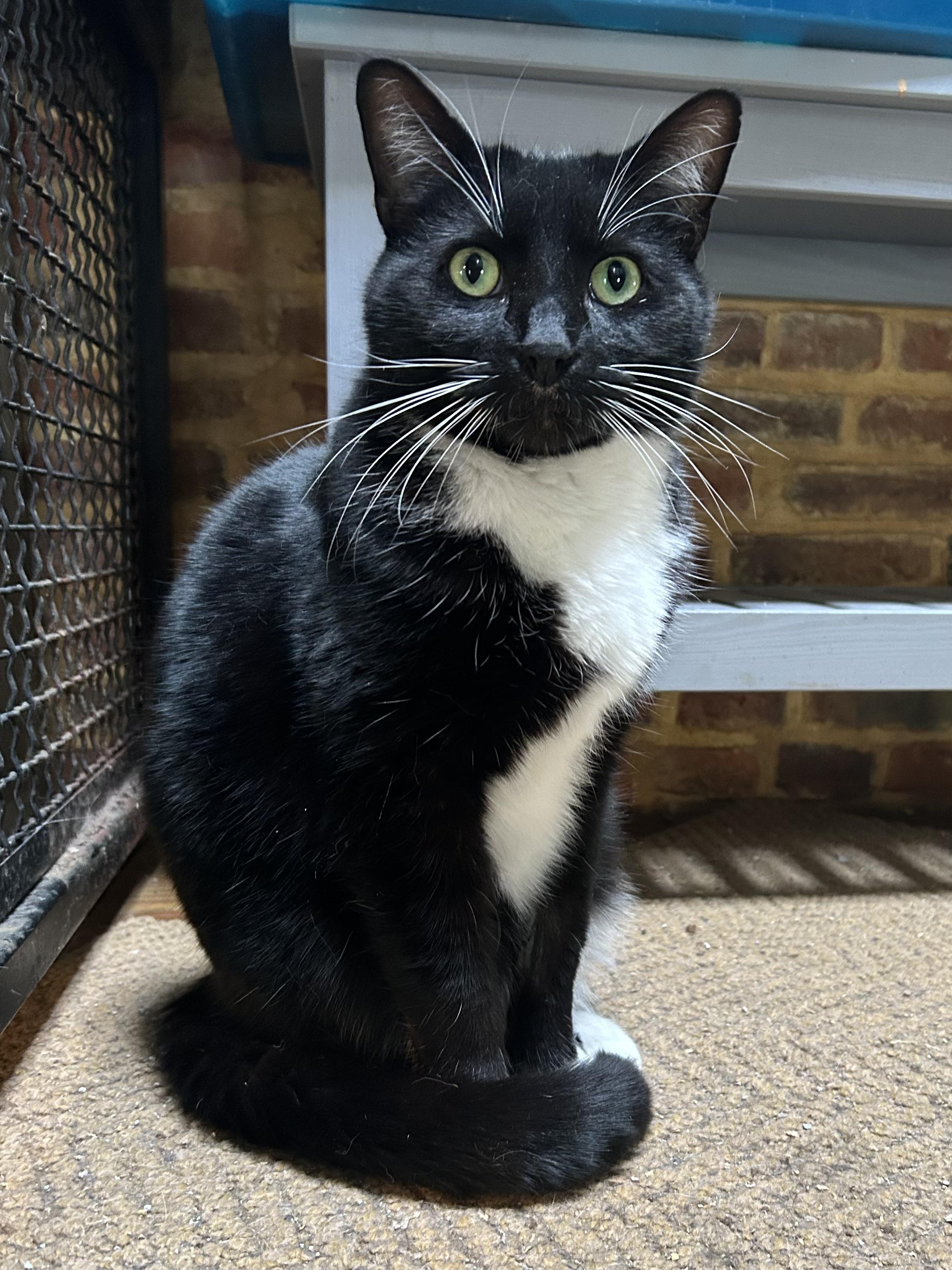 Fig, ADOPTABLE, Adult Male Domestic Short Hair.