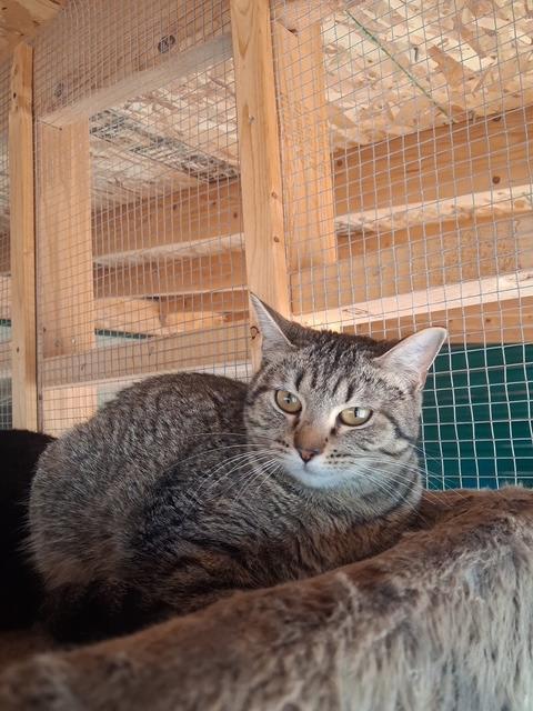 Felicia, Adoptable, Young Female Domestic Short Hair.