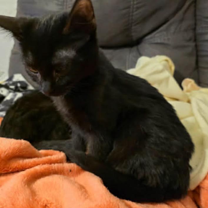 Enlarge Stella, a Adoptable Domestic Short Hair in Granby, MO image 1/1