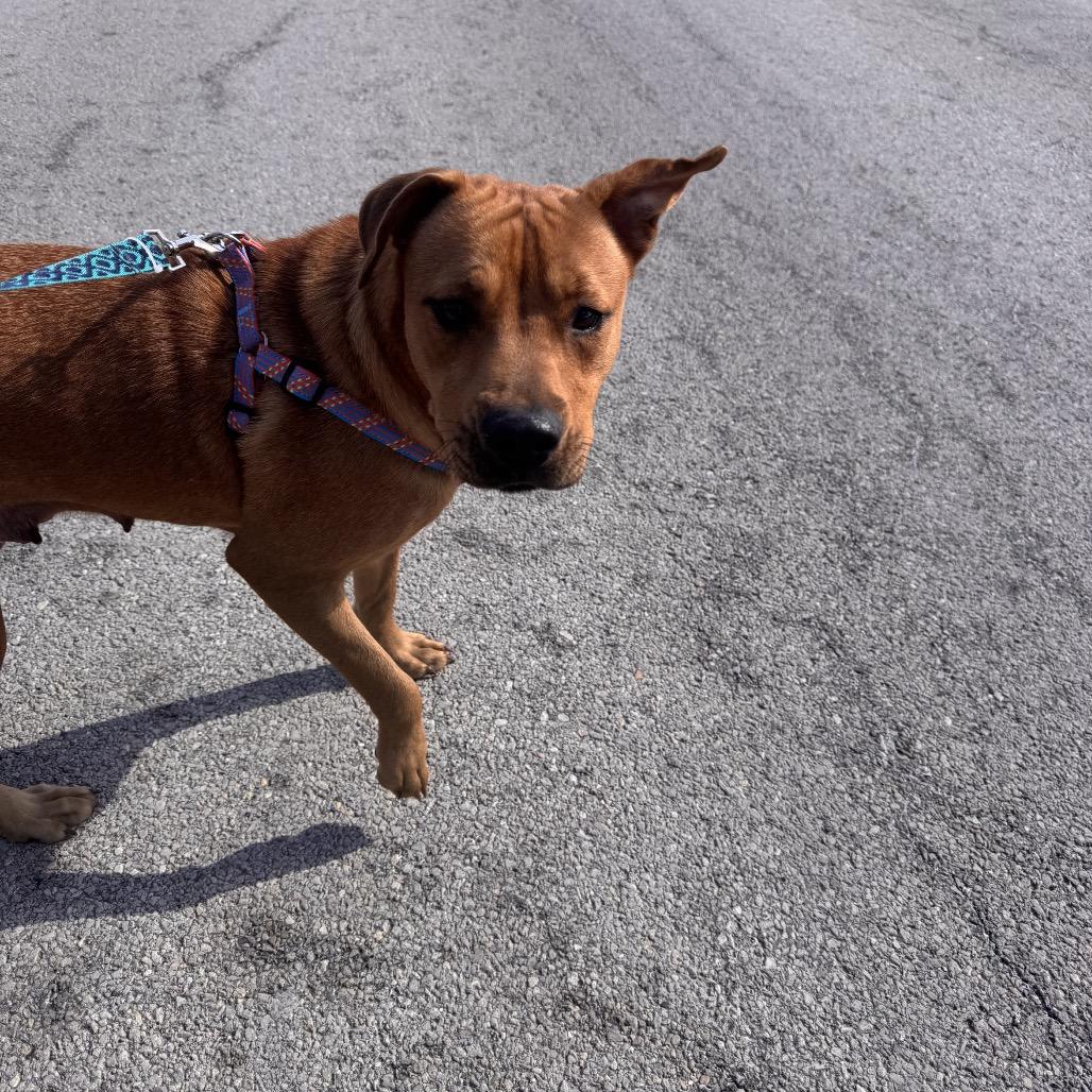 Freya, ADOPTABLE, Adult Female Pit Bull Terrier.