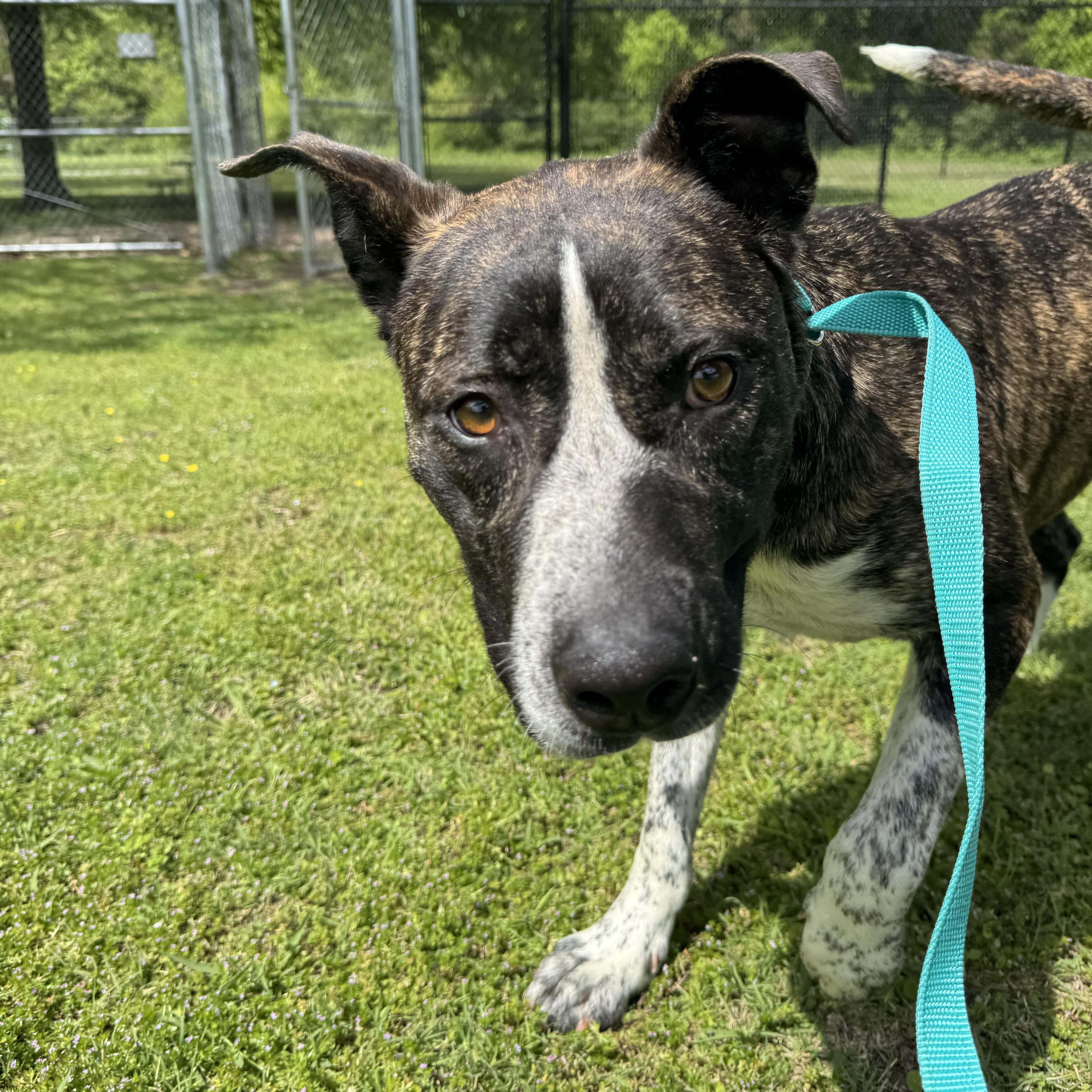 Enlarge Kissie, a ADOPTABLE mixed breed in Sherman, TX image 2/3