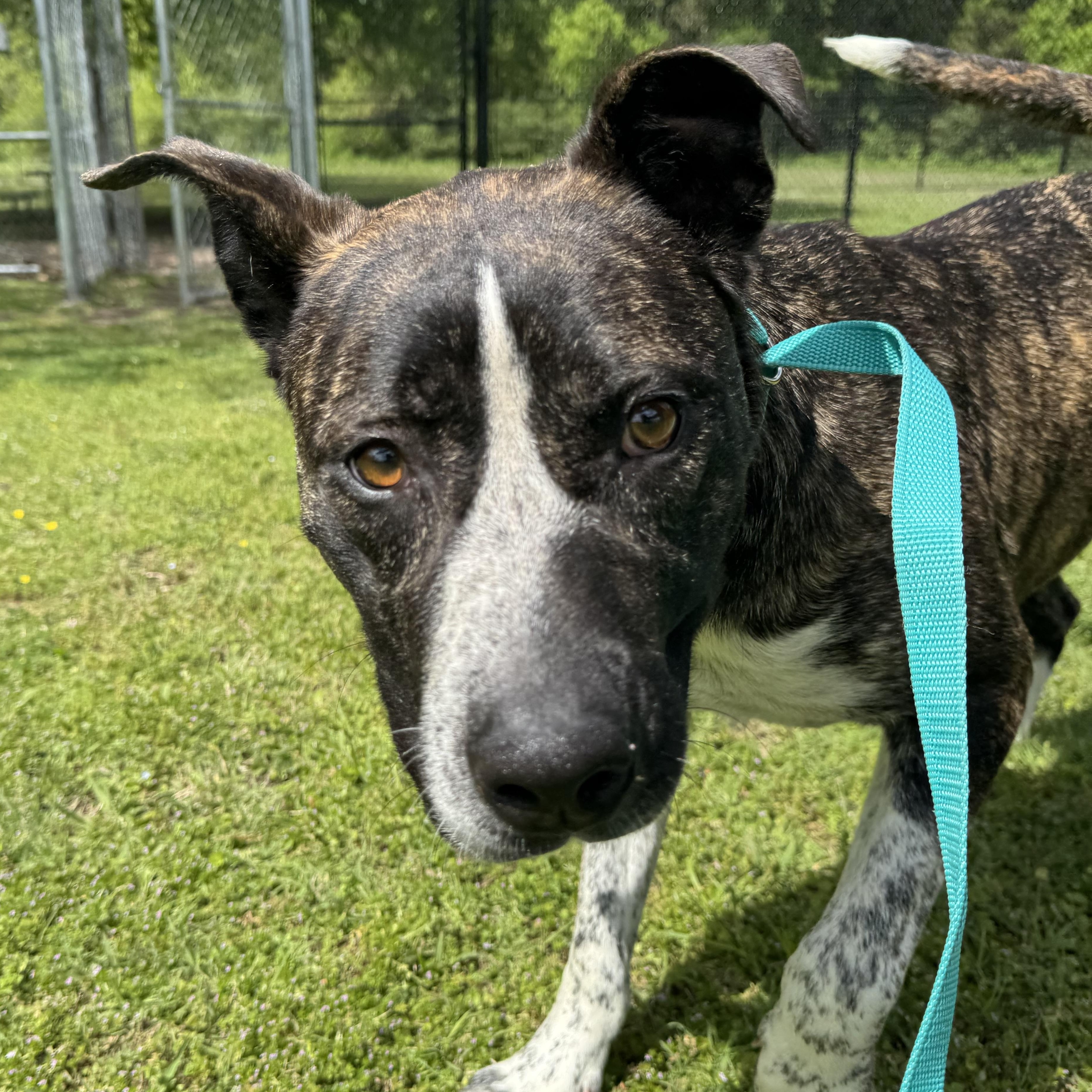 Kissie, ADOPTABLE, Young Female Plott Hound & Australian Cattle Dog / Blue Heeler.