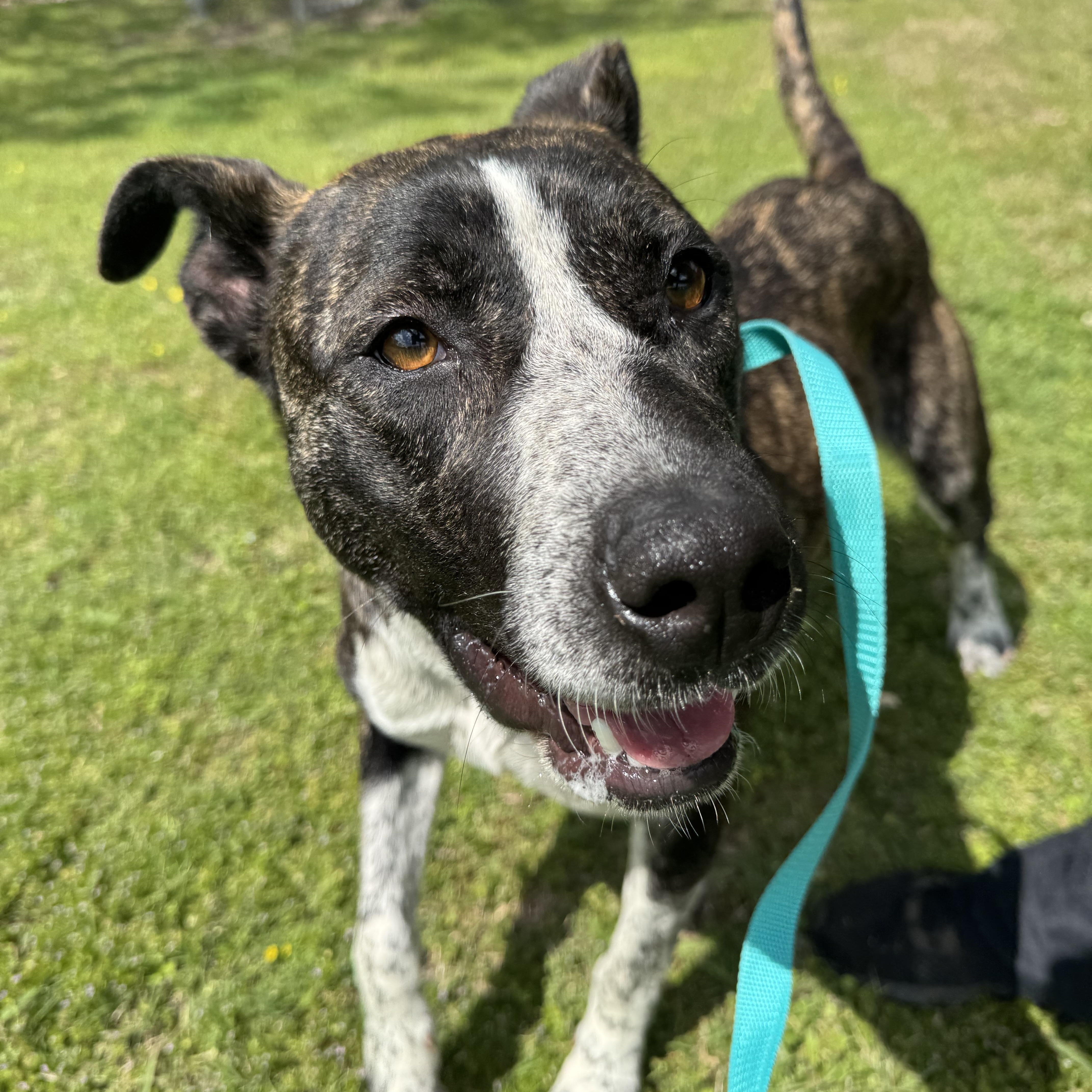 Enlarge Kissie, a ADOPTABLE mixed breed in Sherman, TX image 1/3