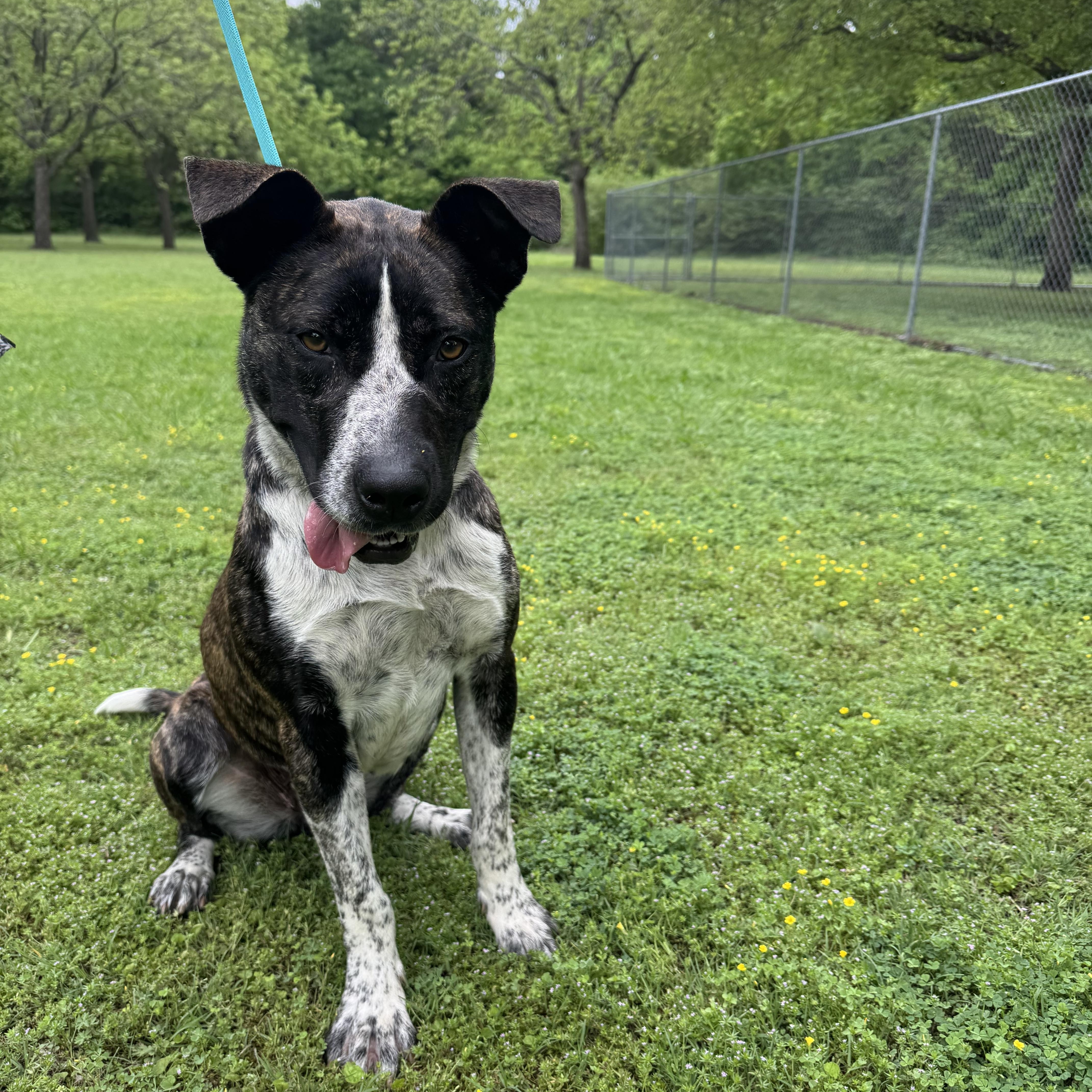 Enlarge Kissie, a ADOPTABLE mixed breed in Sherman, TX image 4/4