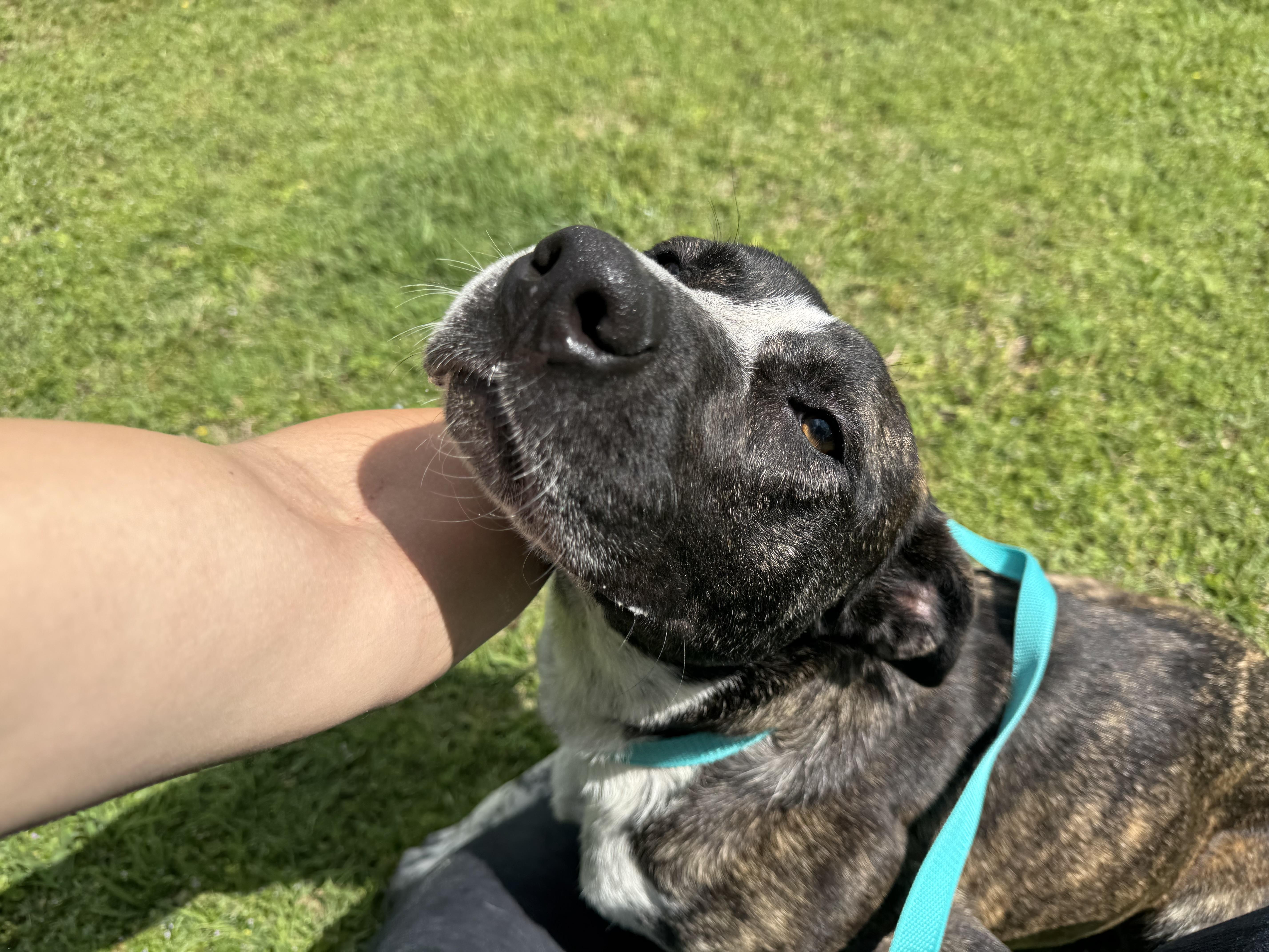 Enlarge Kissie, a ADOPTABLE mixed breed in Sherman, TX image 3/3