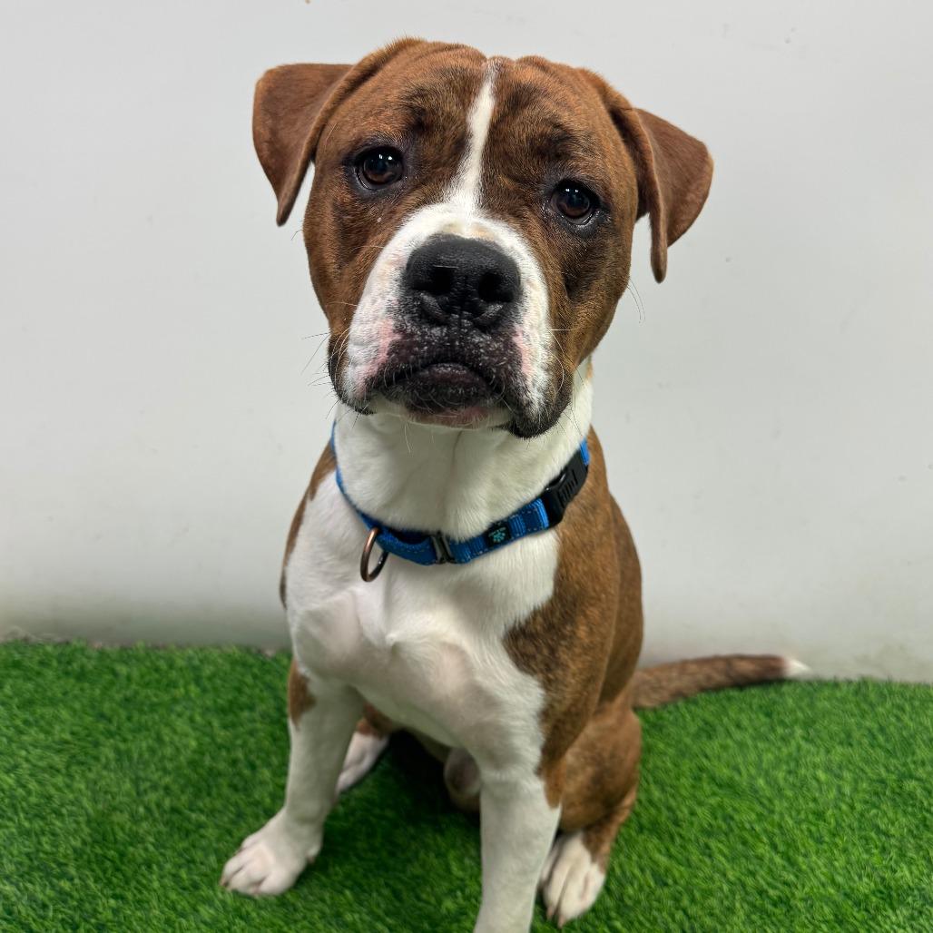 Enlarge Hulk, a Adoptable mixed breed in Columbia, MO image 1/4
