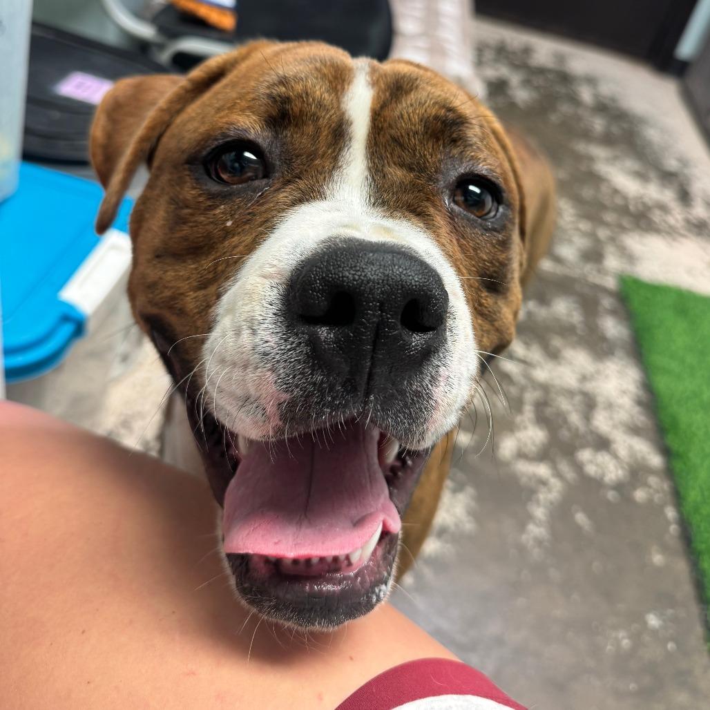 Enlarge Hulk, a Adoptable mixed breed in Columbia, MO image 2/4