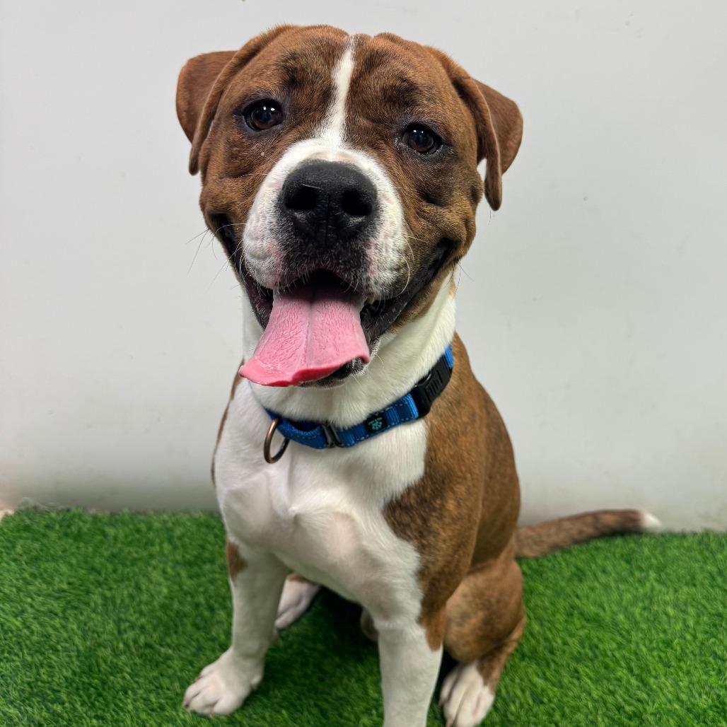Enlarge Hulk, a Adoptable mixed breed in Columbia, MO image 3/4