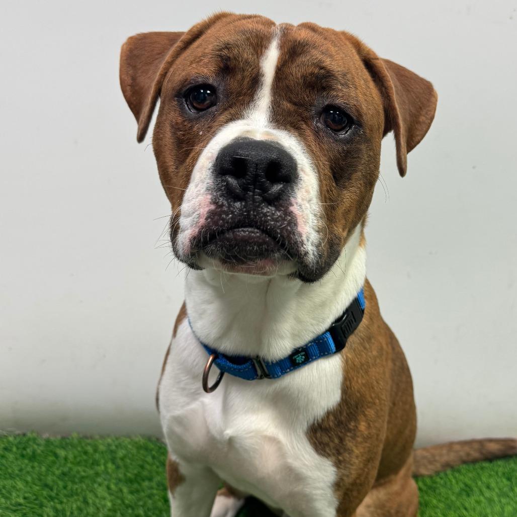 Enlarge Hulk, a Adoptable mixed breed in Columbia, MO image 4/4