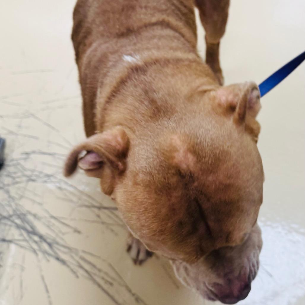 Enlarge Elf, a Adoptable Mixed Breed in Winston-Salem, NC image 1/2