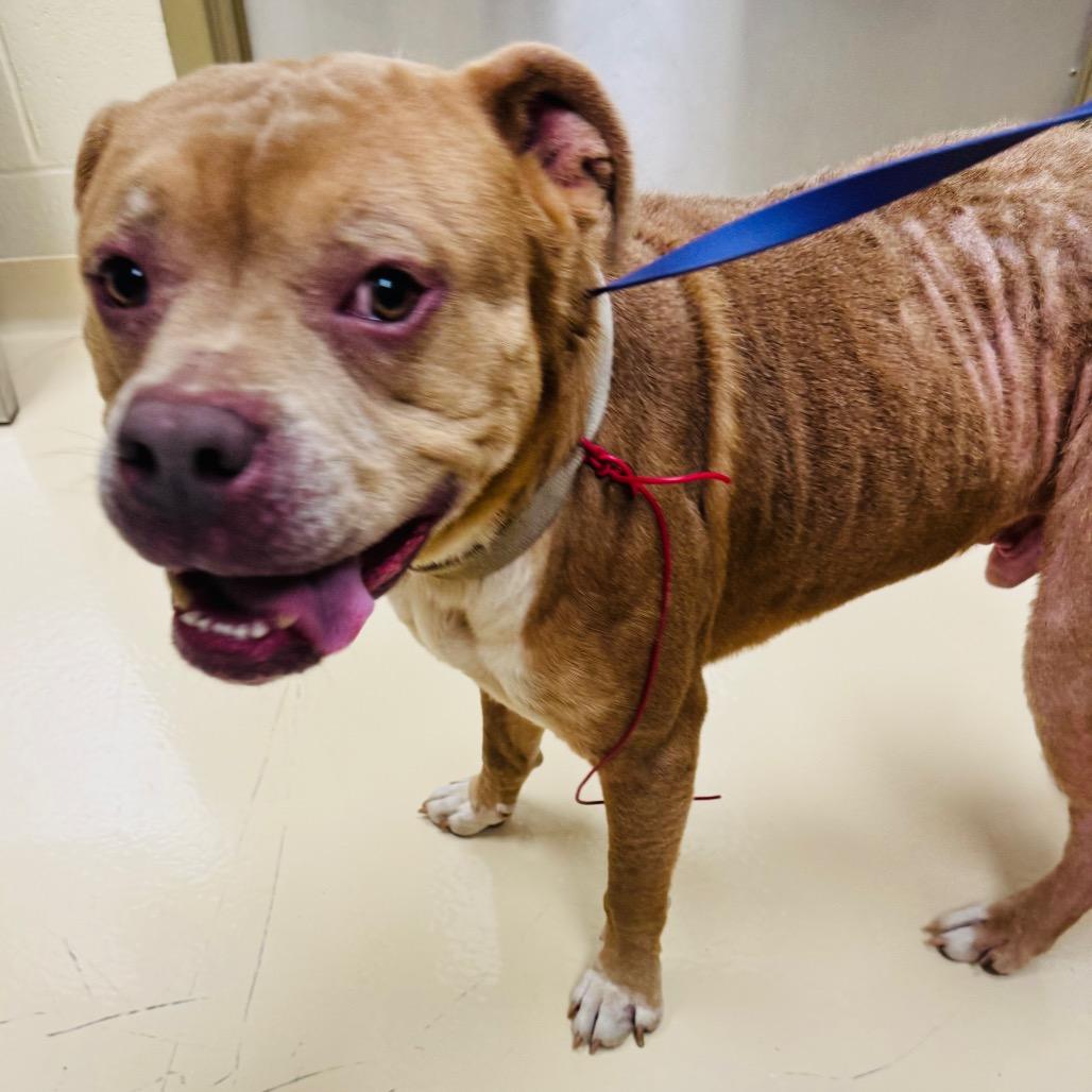 Enlarge Elf, a Adoptable Mixed Breed in Winston-Salem, NC image 2/2