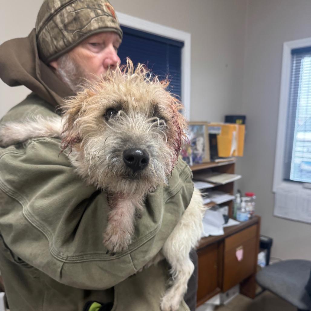 Archie, Adoptable, Adult Male Terrier.