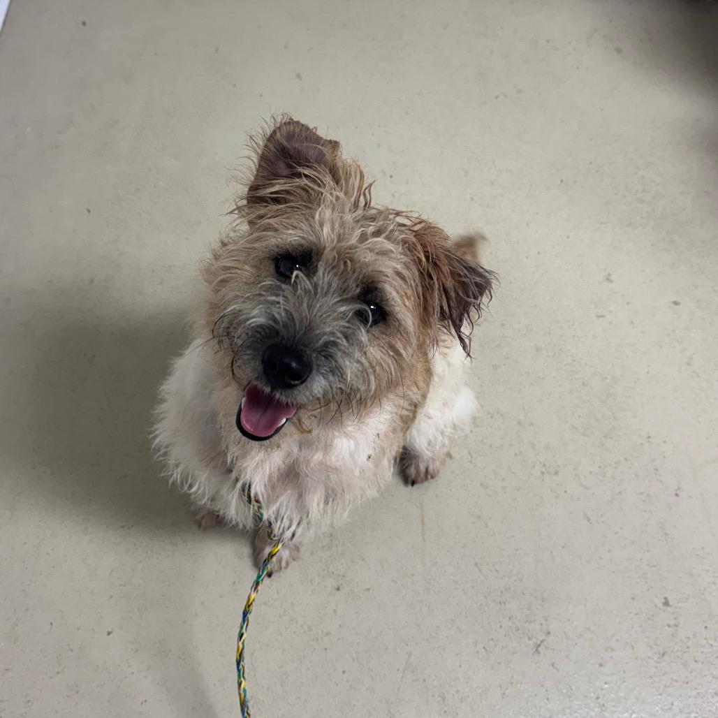 Enlarge Archie, a Adoptable Terrier in Shelbyville, IL image 2/2