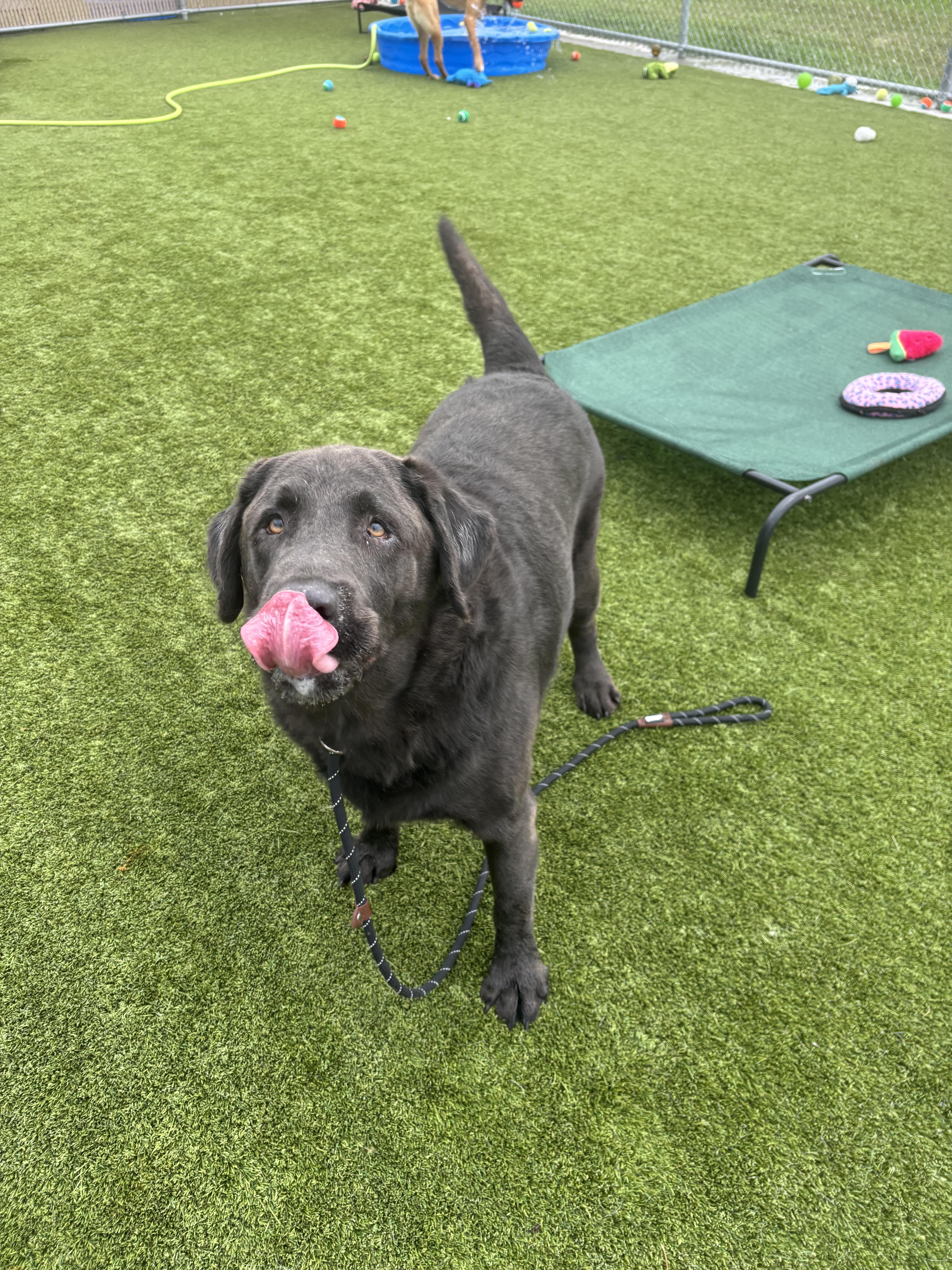 Beau, a ADOPTABLE Labrador Retriever in Liberty, MO image 4/6