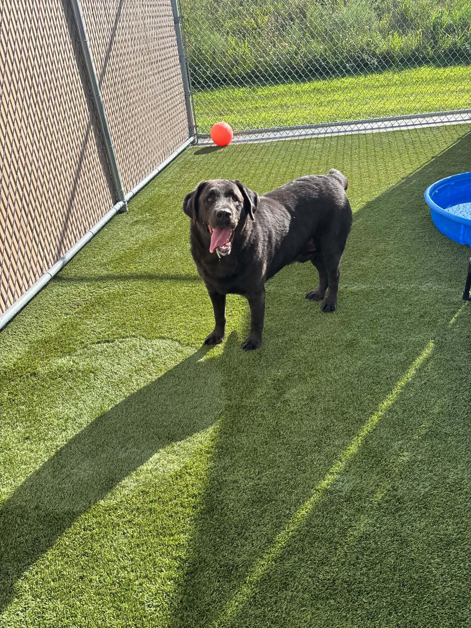 Beau, a ADOPTABLE Labrador Retriever in Liberty, MO image 2/6