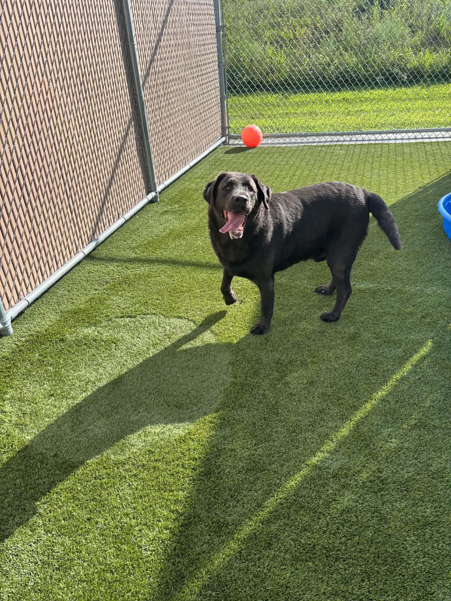 Beau, ADOPTABLE, Senior Male Labrador Retriever.