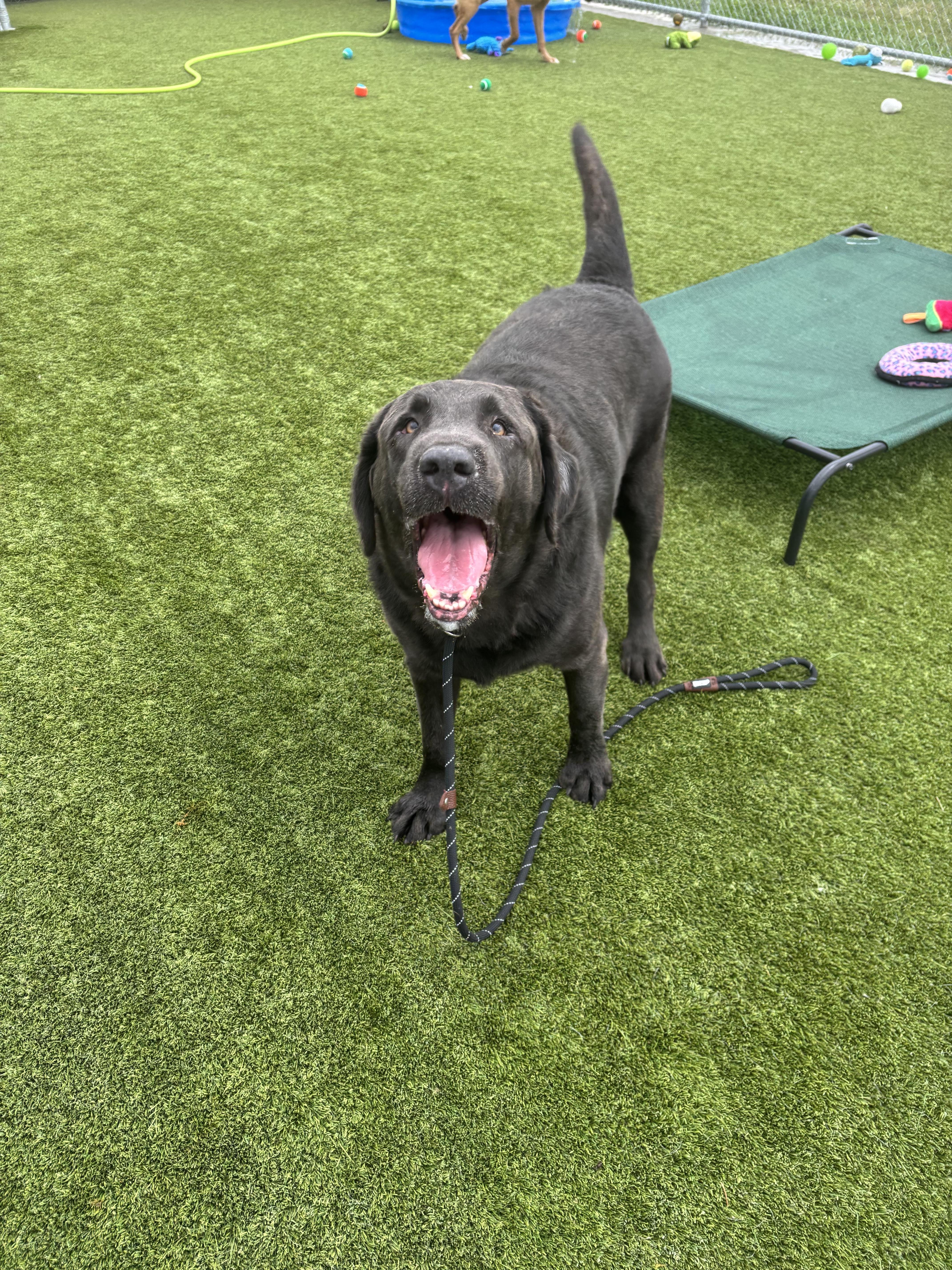 Beau, a ADOPTABLE Labrador Retriever in Liberty, MO image 5/6