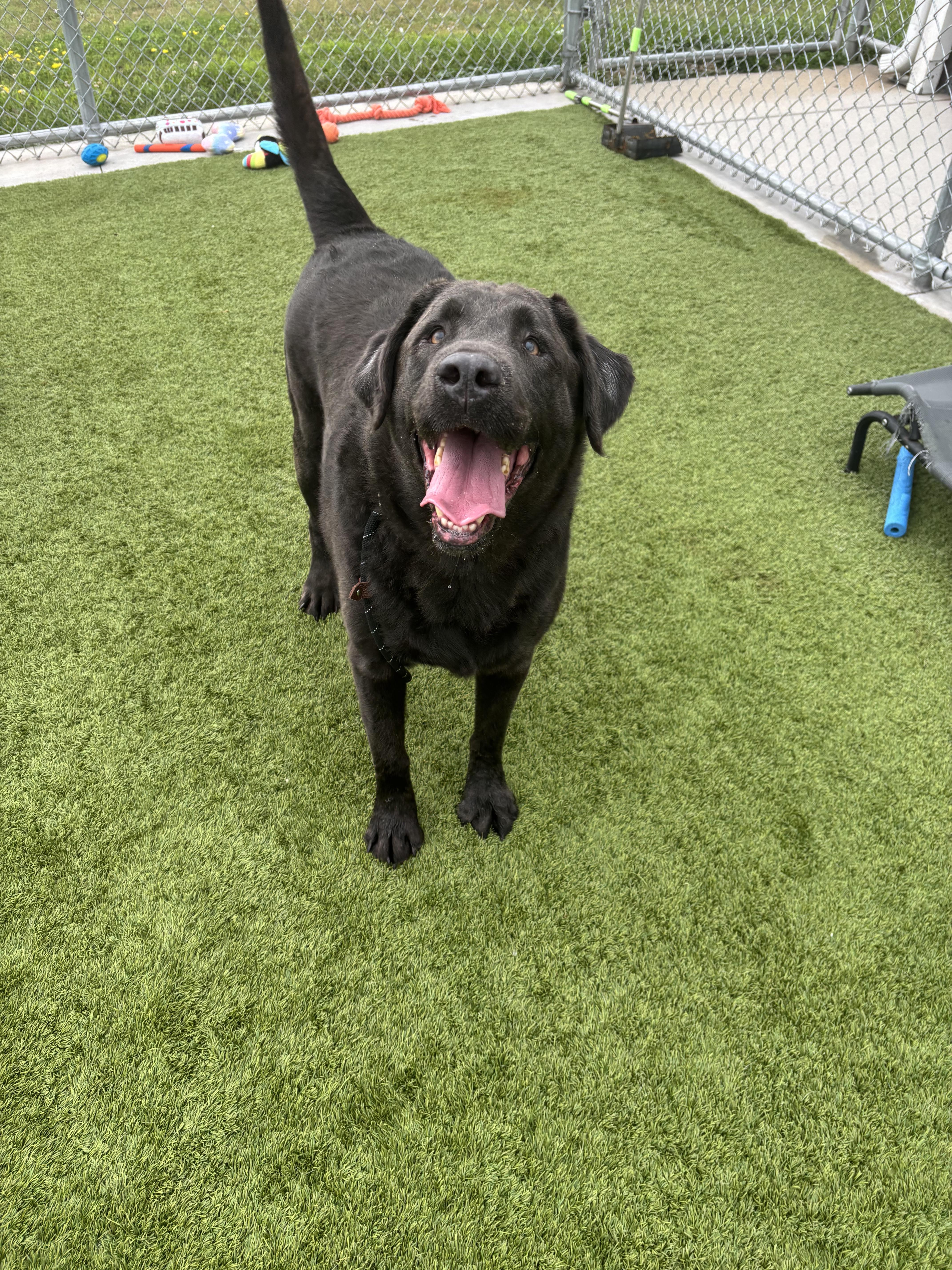 Beau, a ADOPTABLE Labrador Retriever in Liberty, MO image 3/6