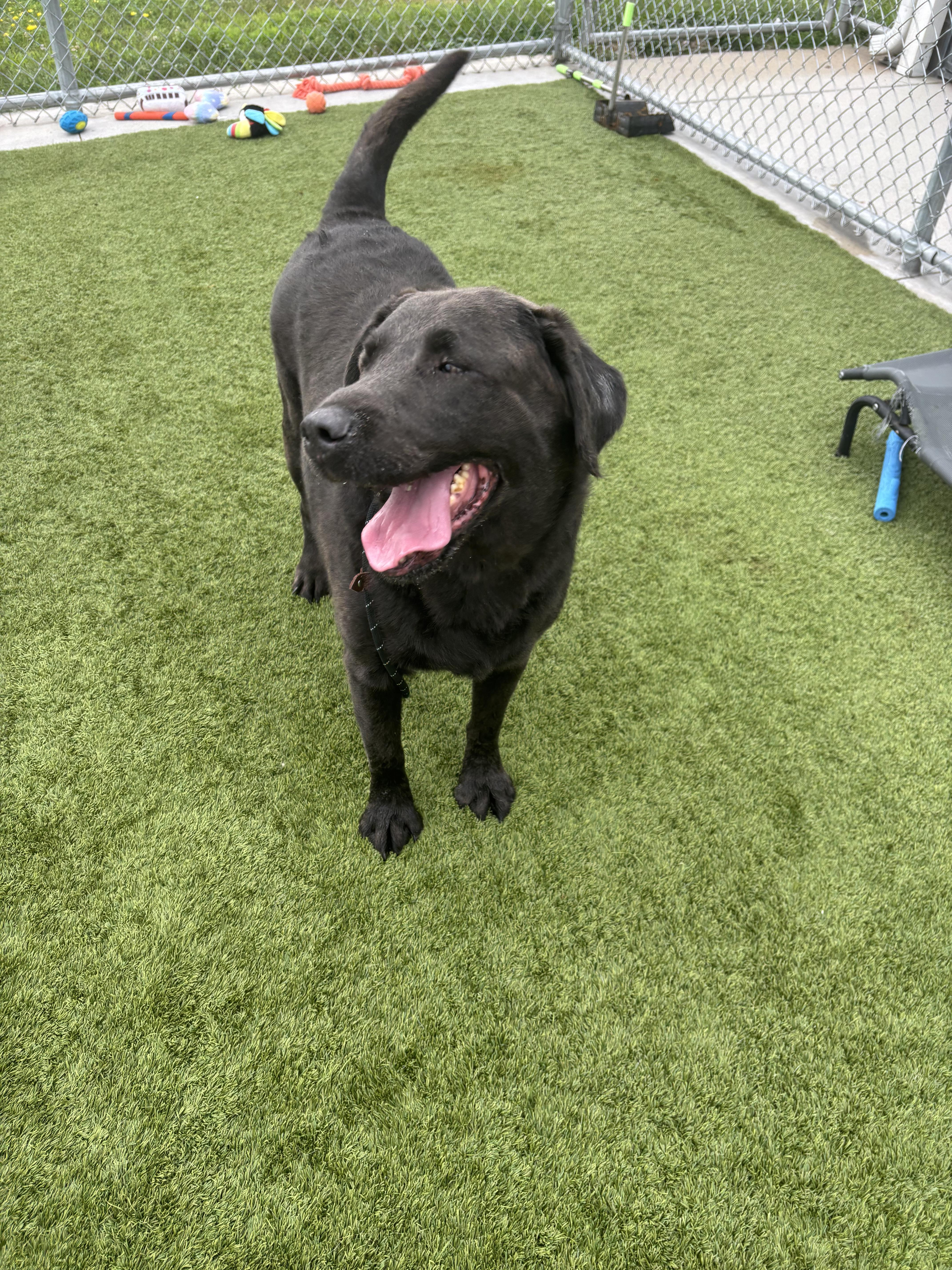 Beau, a ADOPTABLE Labrador Retriever in Liberty, MO image 6/6