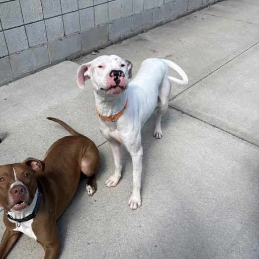 Apollo, Adoptable, Adult Male American Bulldog.