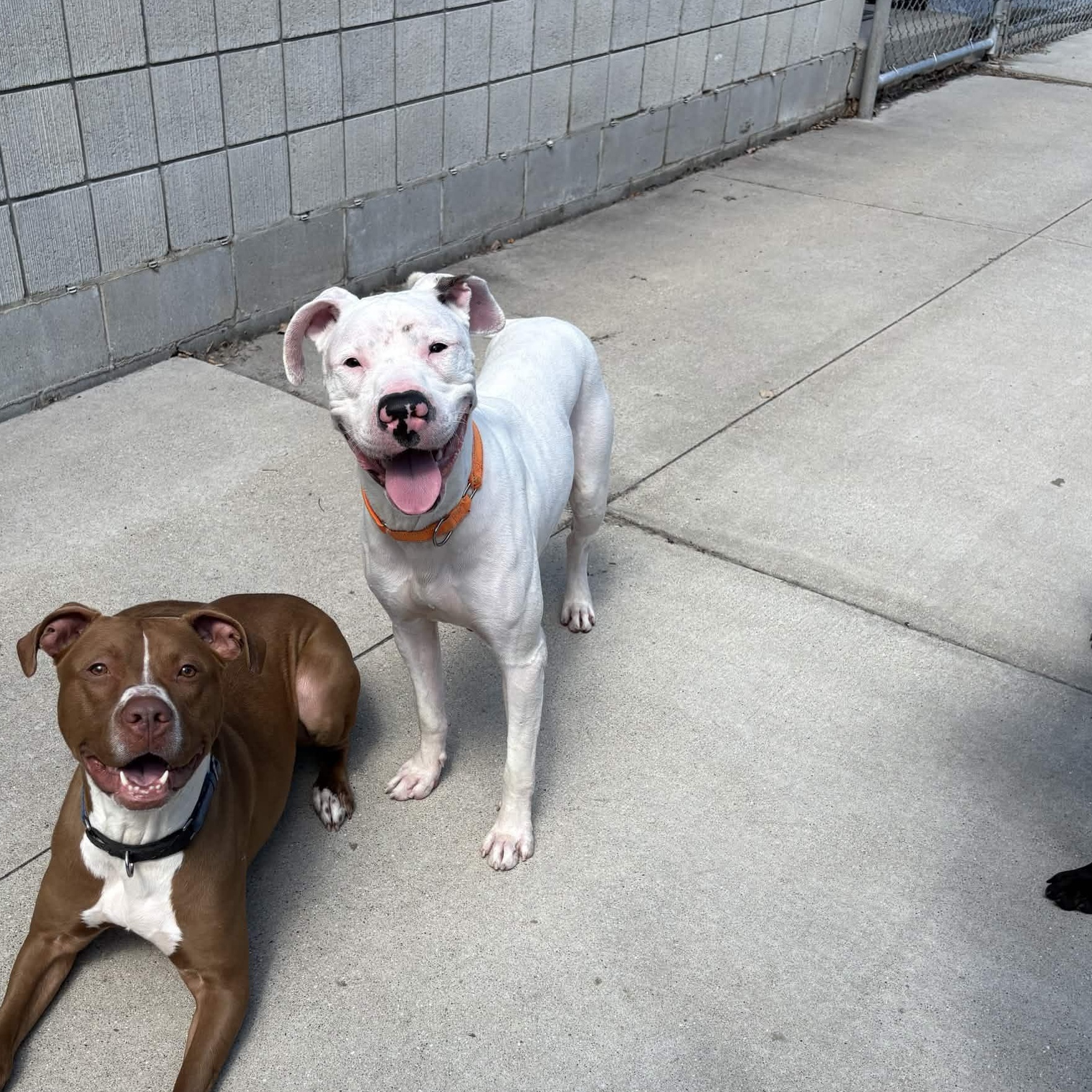 Enlarge Apollo, a Adoptable mixed breed in Mount Pleasant, MI image 2/3