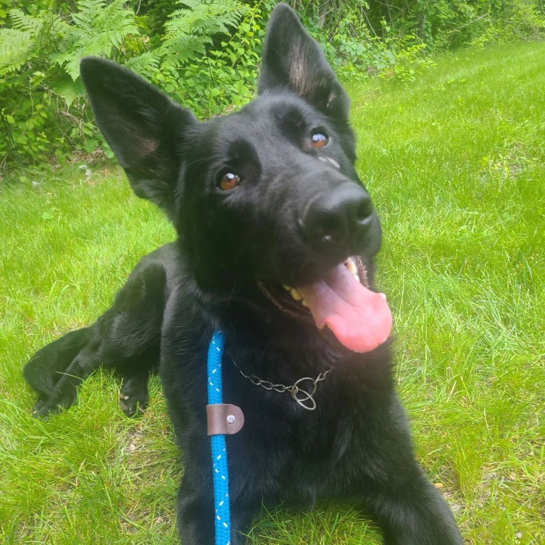 Raimo, a Adopted German Shepherd Dog in Bridgton, ME image 1/2