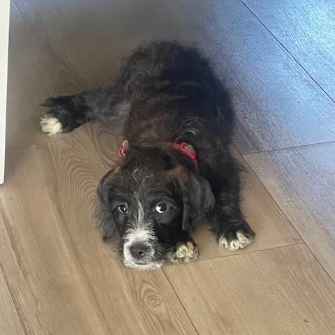 Scrappy, Adoptable, Puppy Male Standard Poodle & Mixed Breed.