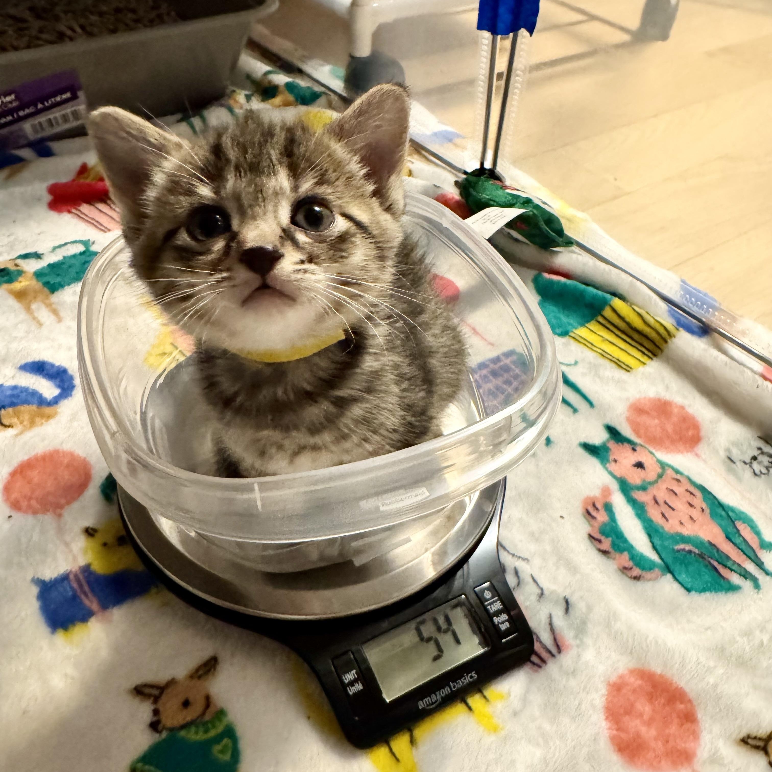 Enlarge Mrs Doubtfire, an adopted Domestic Short Hair in Milwaukee, WI image 4/5