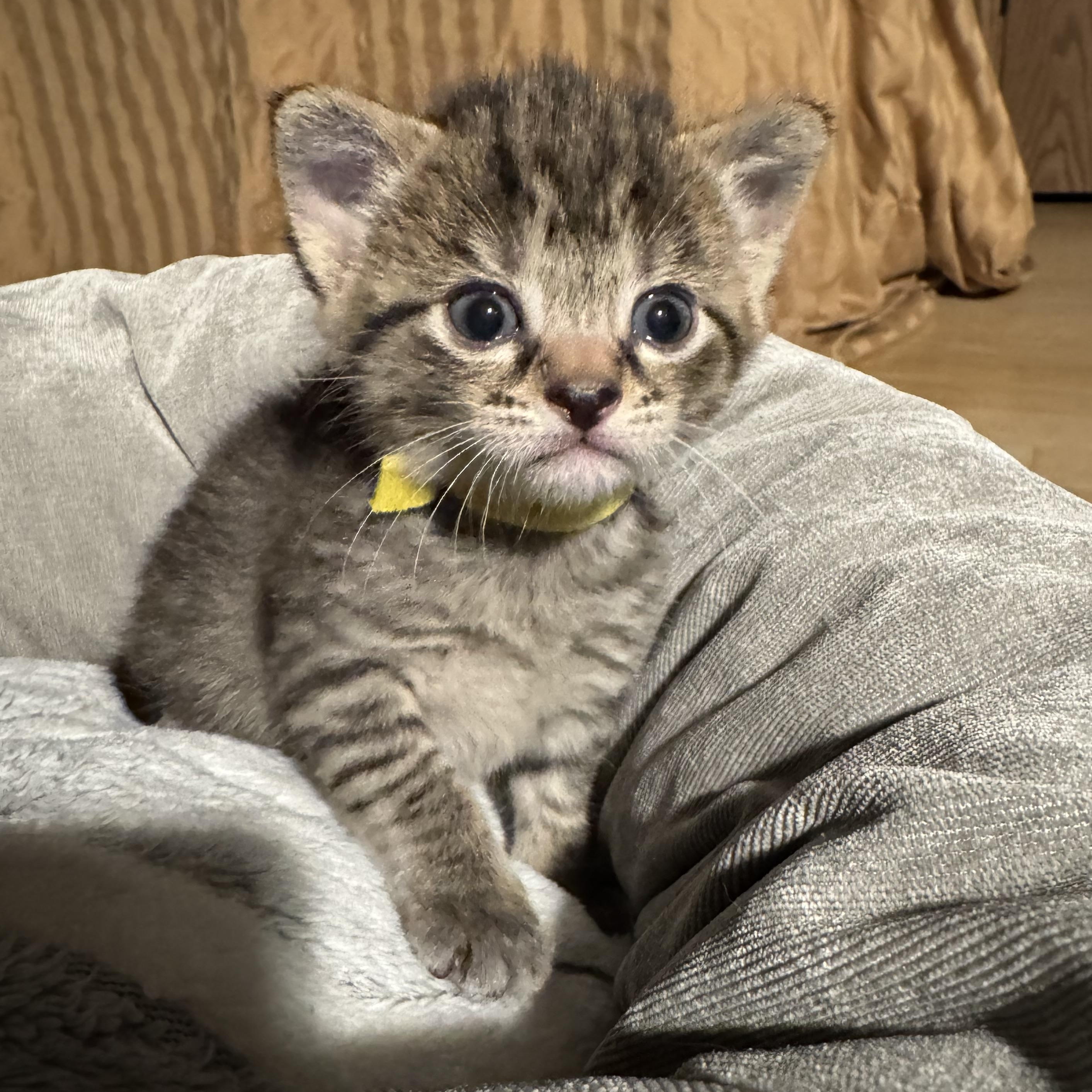 Enlarge Mrs Doubtfire, an adopted Domestic Short Hair in Milwaukee, WI image 5/5