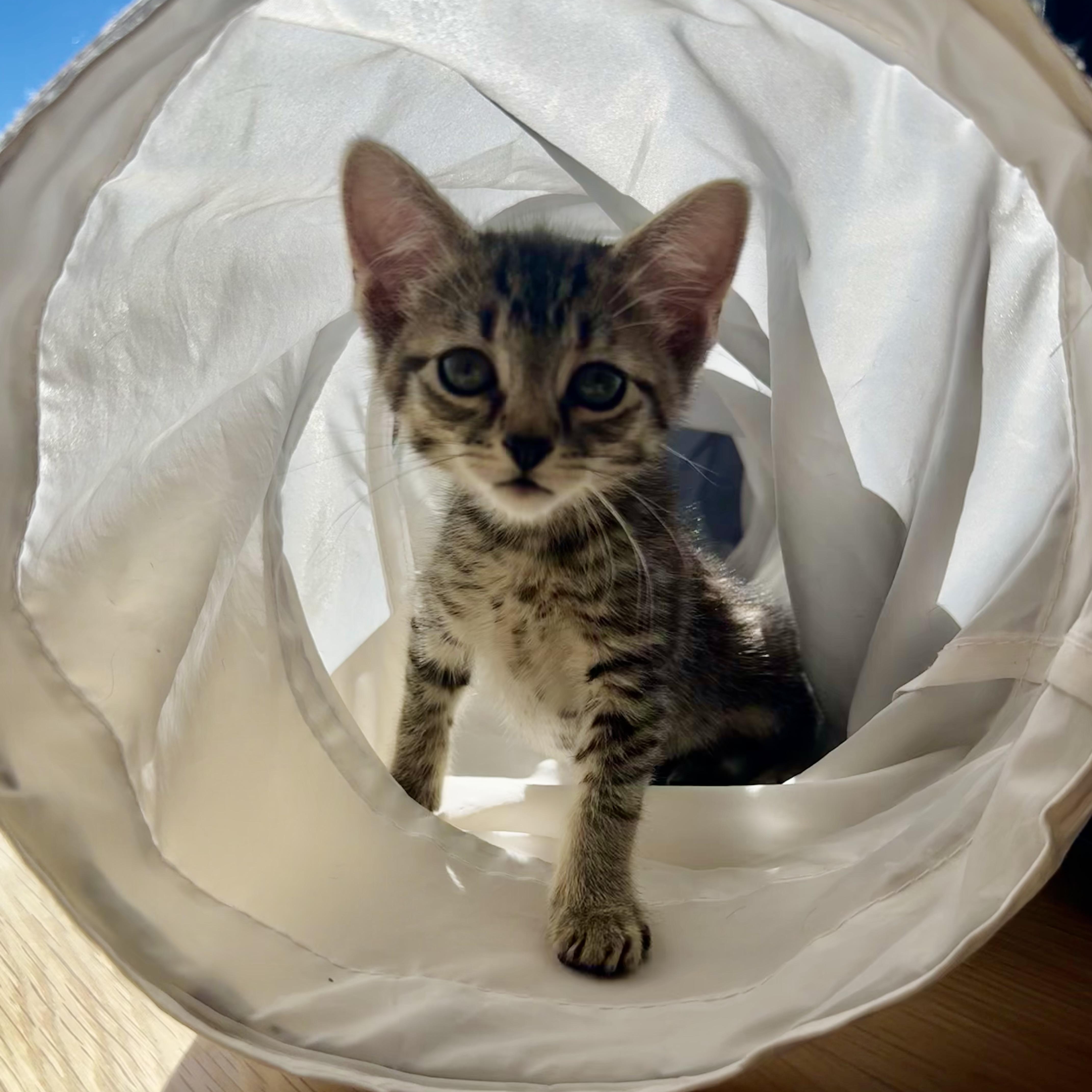 Enlarge Mrs Doubtfire, an adopted Domestic Short Hair in Milwaukee, WI image 3/5