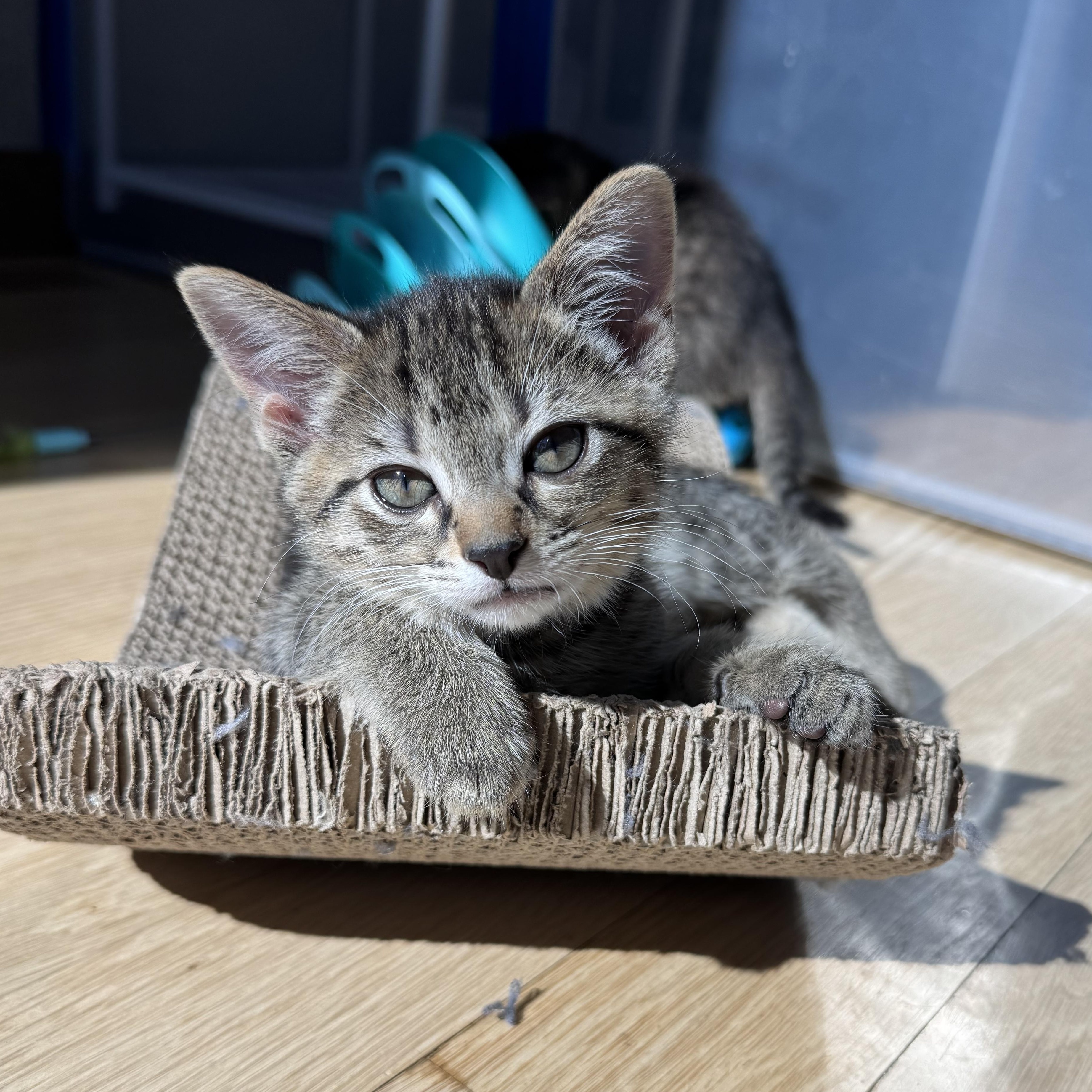 Mrs Doubtfire, adopted, Kitten Female Domestic Short Hair.