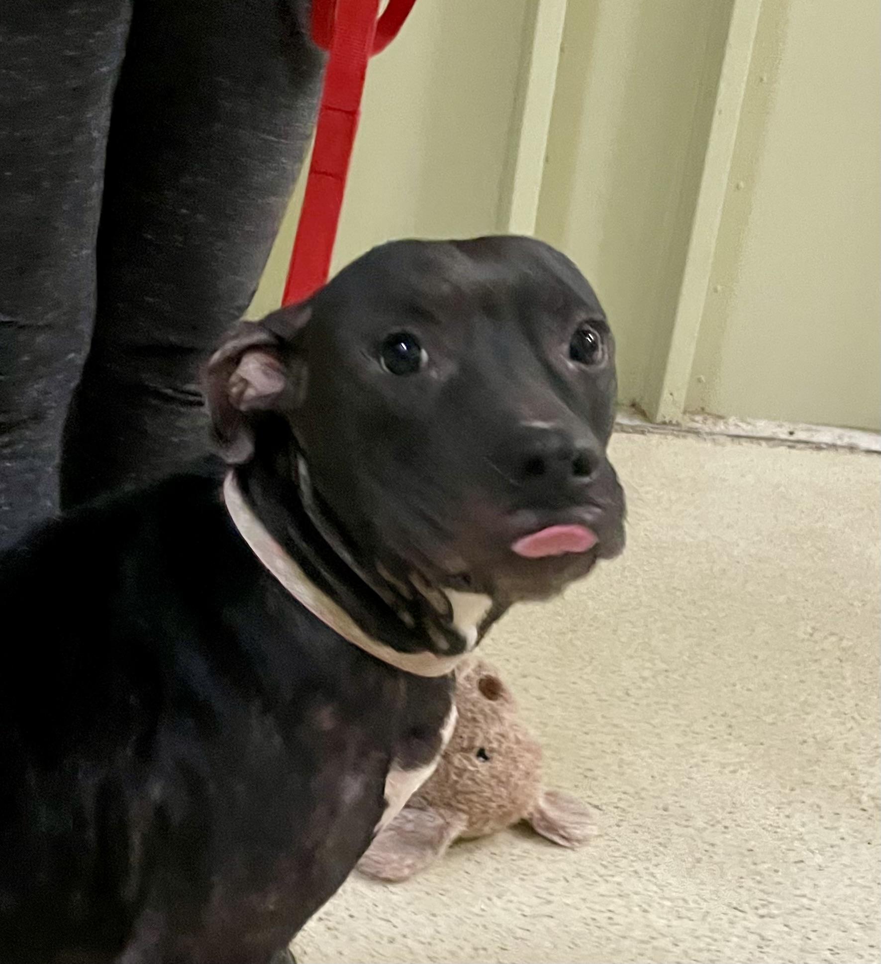 Enlarge Swisher, a Adoptable mixed breed in Muncie, IN image 1/6