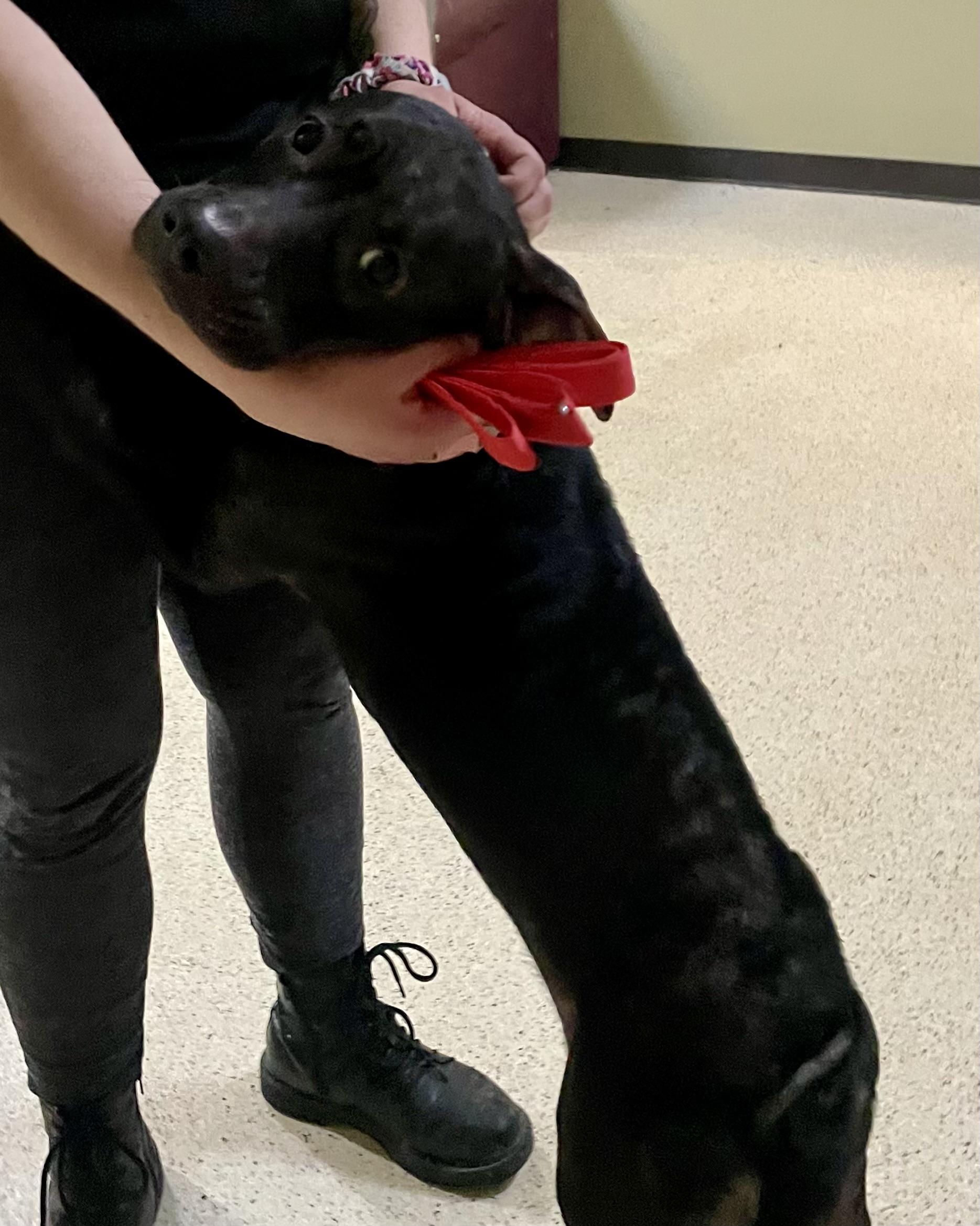 Enlarge Swisher, a Adoptable mixed breed in Muncie, IN image 2/6