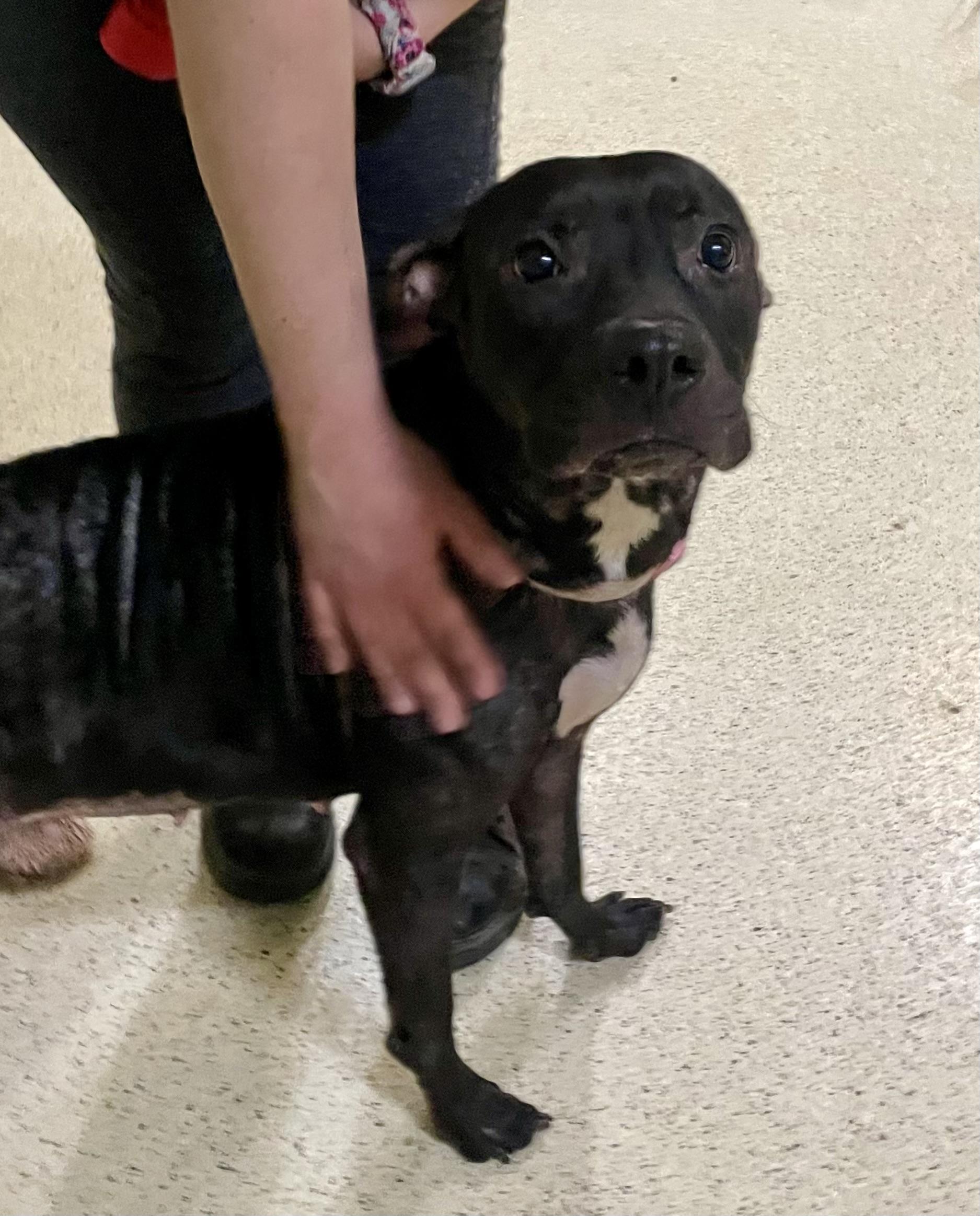 Enlarge Swisher, a Adoptable mixed breed in Muncie, IN image 3/6