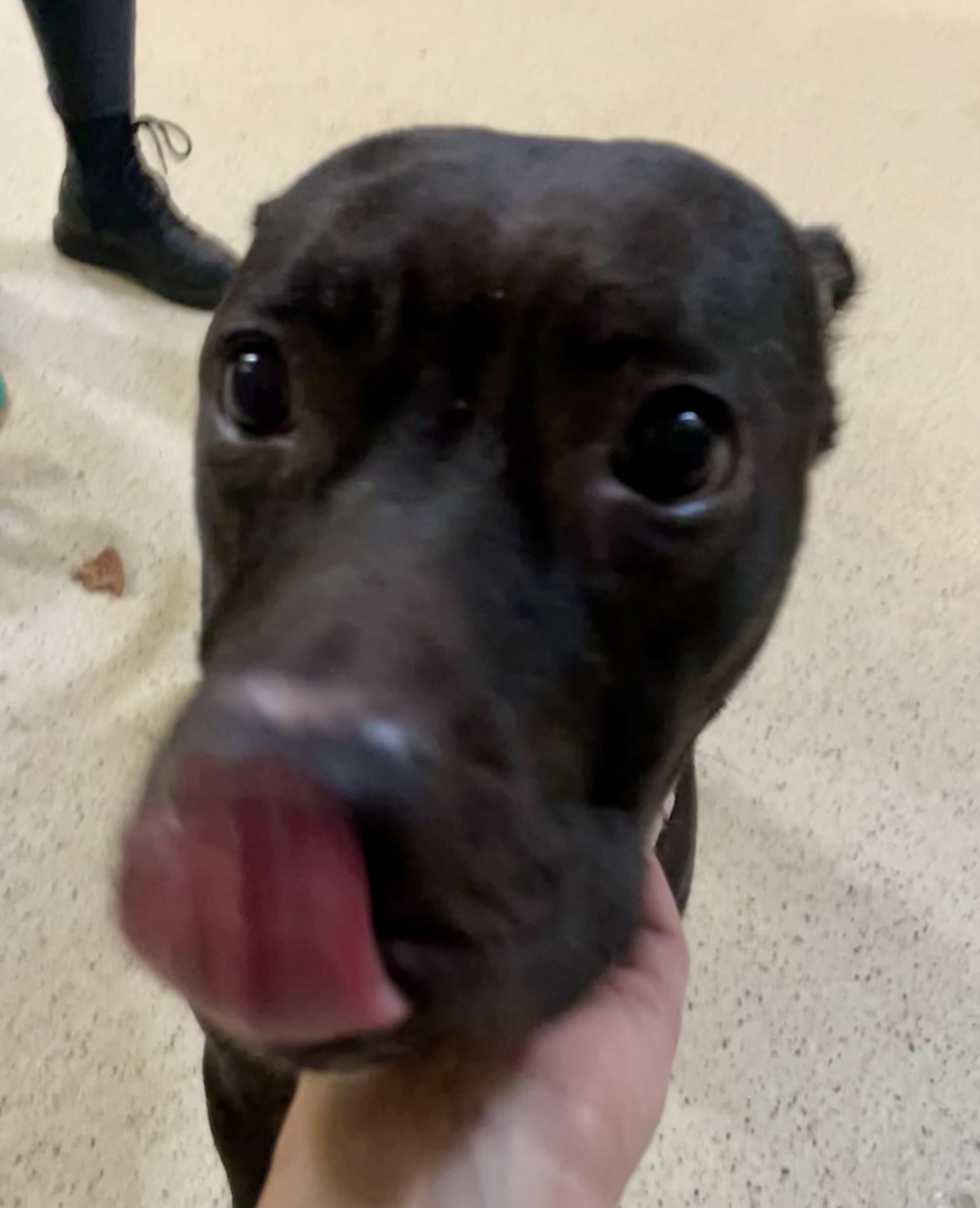 Enlarge Swisher, a Adoptable mixed breed in Muncie, IN image 4/6