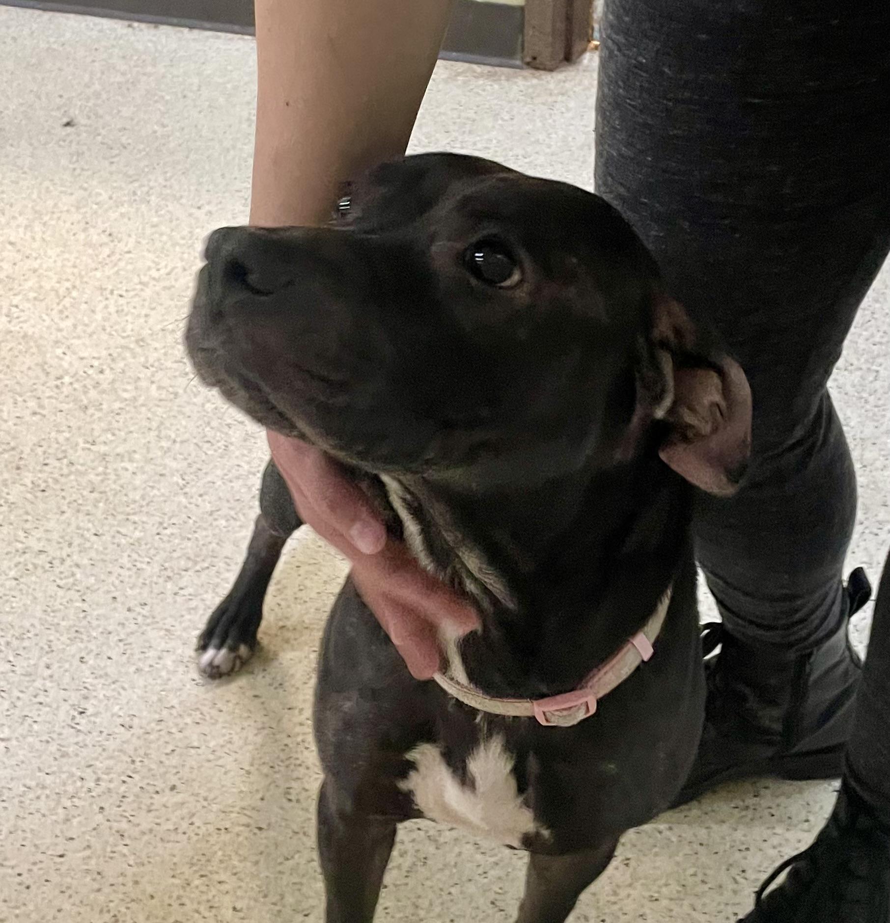 Enlarge Swisher, a Adoptable mixed breed in Muncie, IN image 5/6