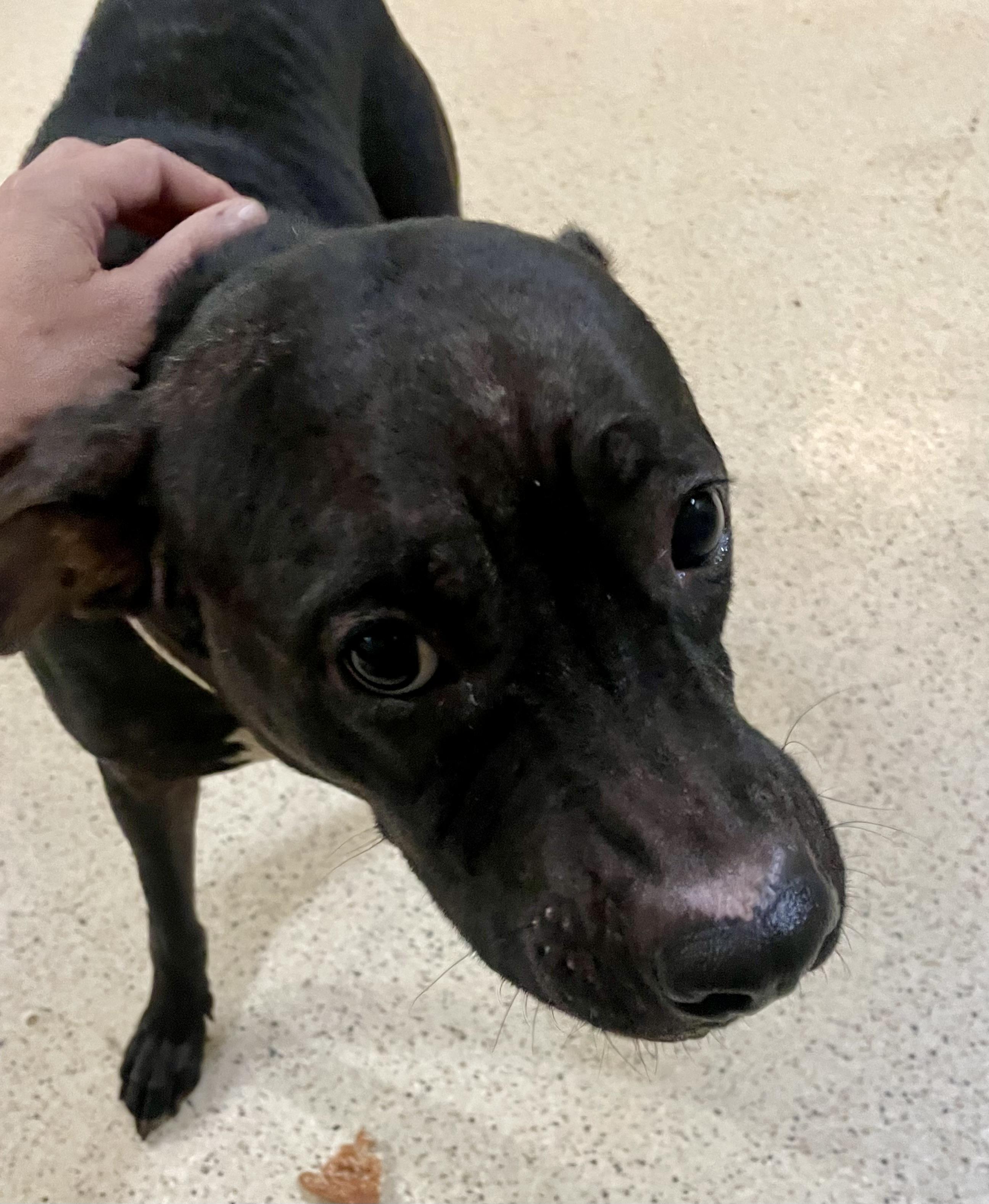 Enlarge Swisher, a Adoptable mixed breed in Muncie, IN image 6/6