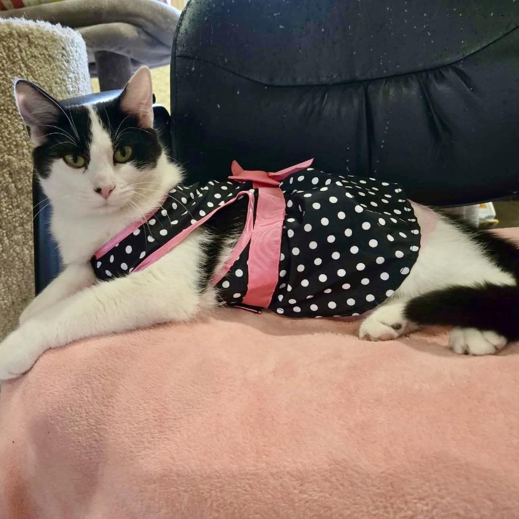 Snowball, Adoptable, Young Female Domestic Short Hair.