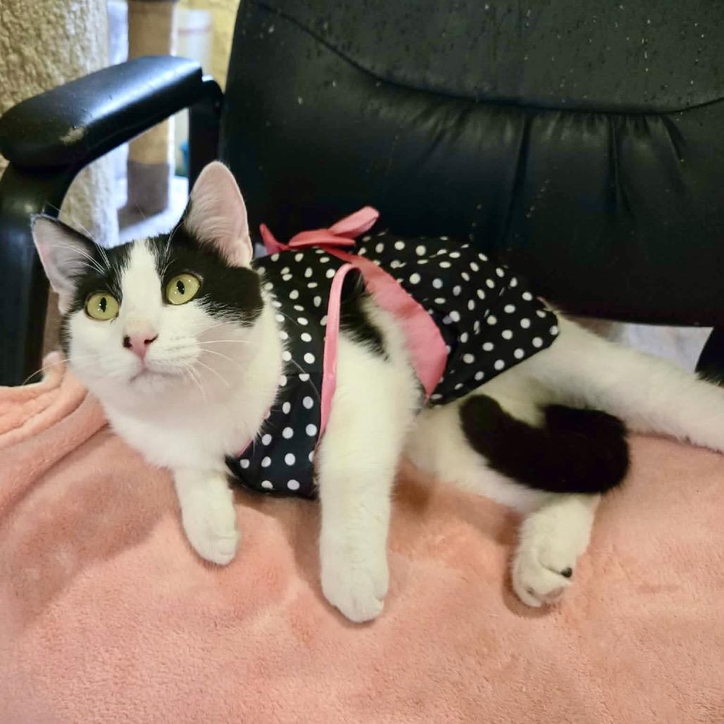 Enlarge Snowball, a Adoptable Domestic Short Hair in Park Falls, WI image 2/4