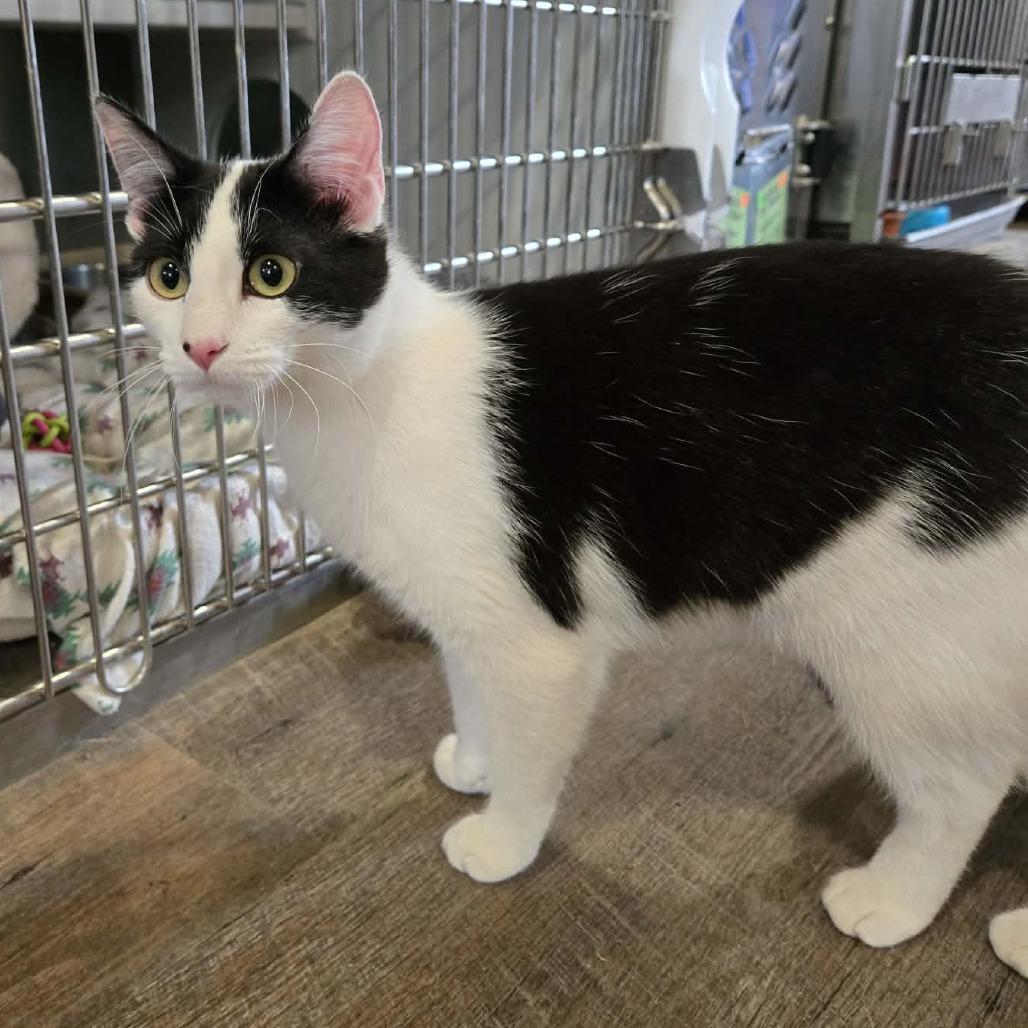 Enlarge Snowball, a Adoptable Domestic Short Hair in Park Falls, WI image 3/4