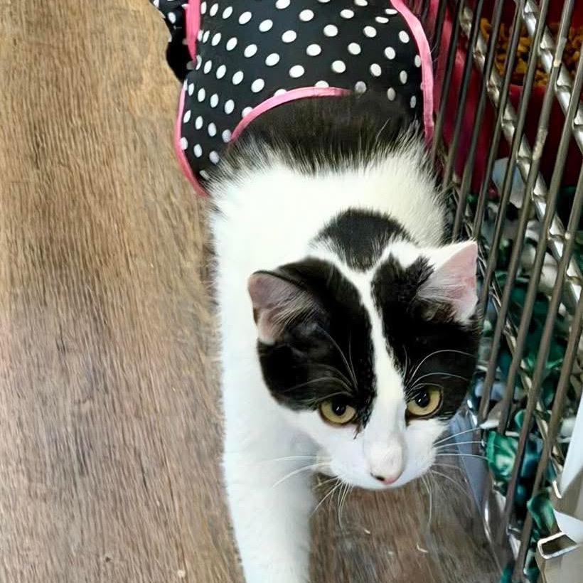 Enlarge Snowball, a Adoptable Domestic Short Hair in Park Falls, WI image 4/4