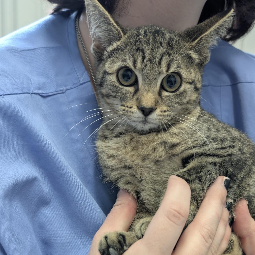 Rogue, Adoptable, Kitten Female Domestic Short Hair.