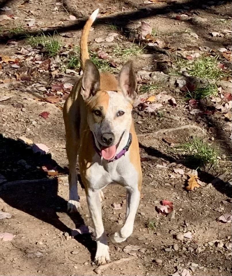 Dobby, Adoptable, Young Female Australian Cattle Dog / Blue Heeler & Basenji.