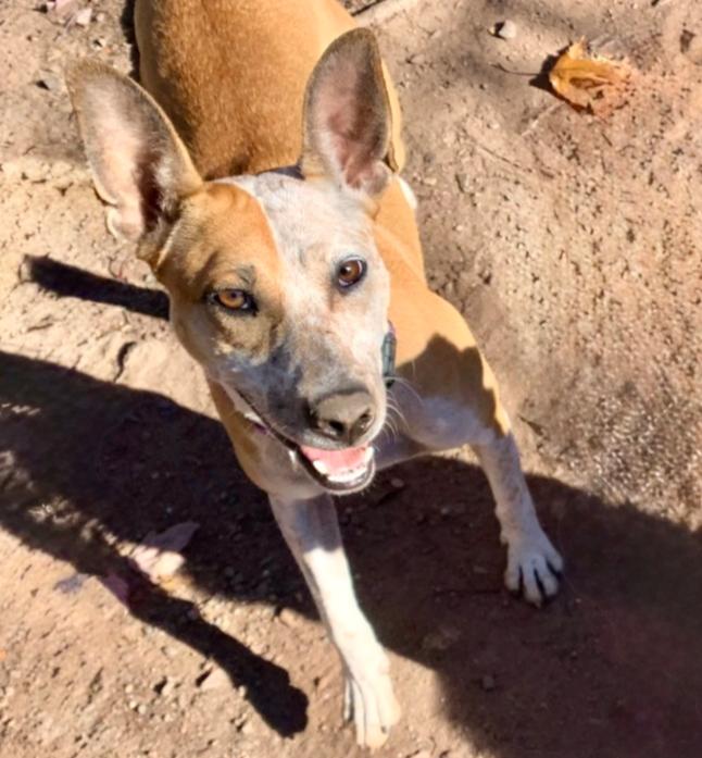 Dobby, a Adoptable mixed breed in Middletown, CT image 2/6